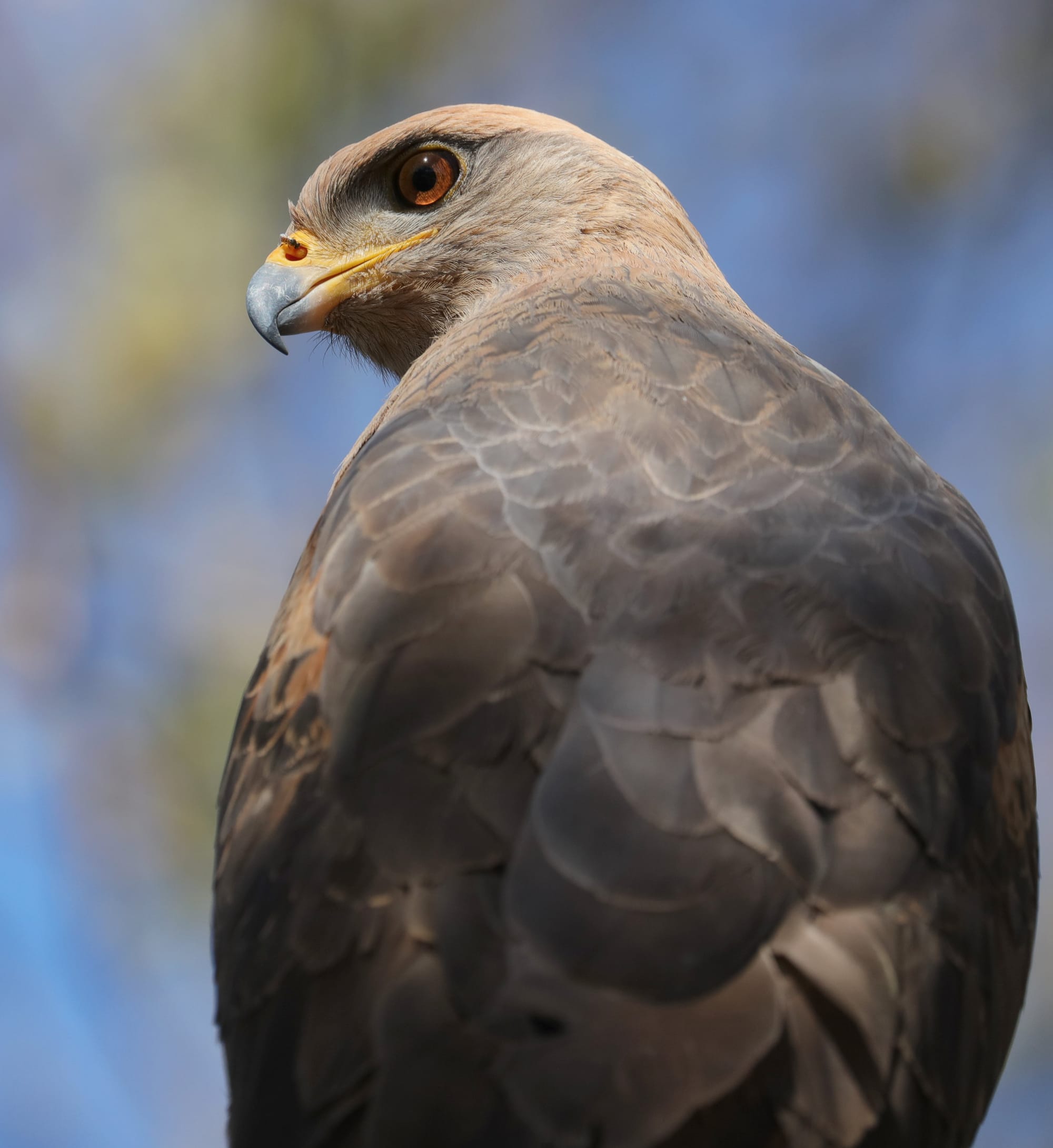Savanna Hawk - Pantanal - Mato Grosso