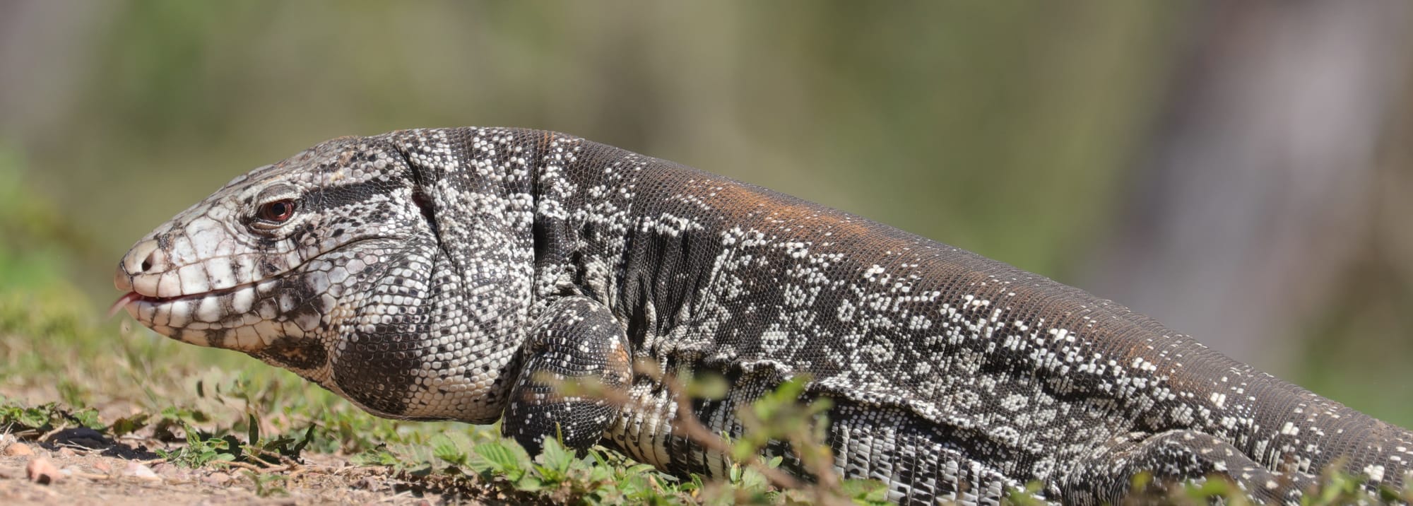 Argentine Black and White Tegu - Pantanal - Mato Grosso