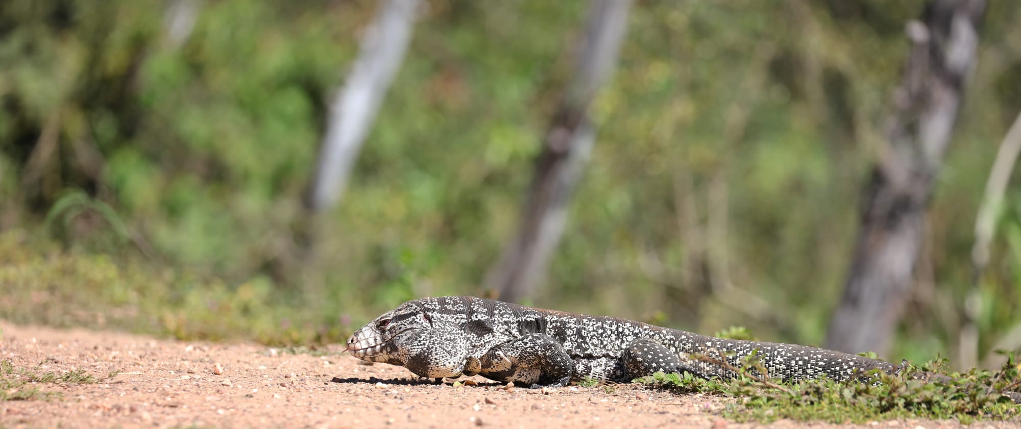 Argentine Black and White Tegu - Pantanal - Mato Grosso
