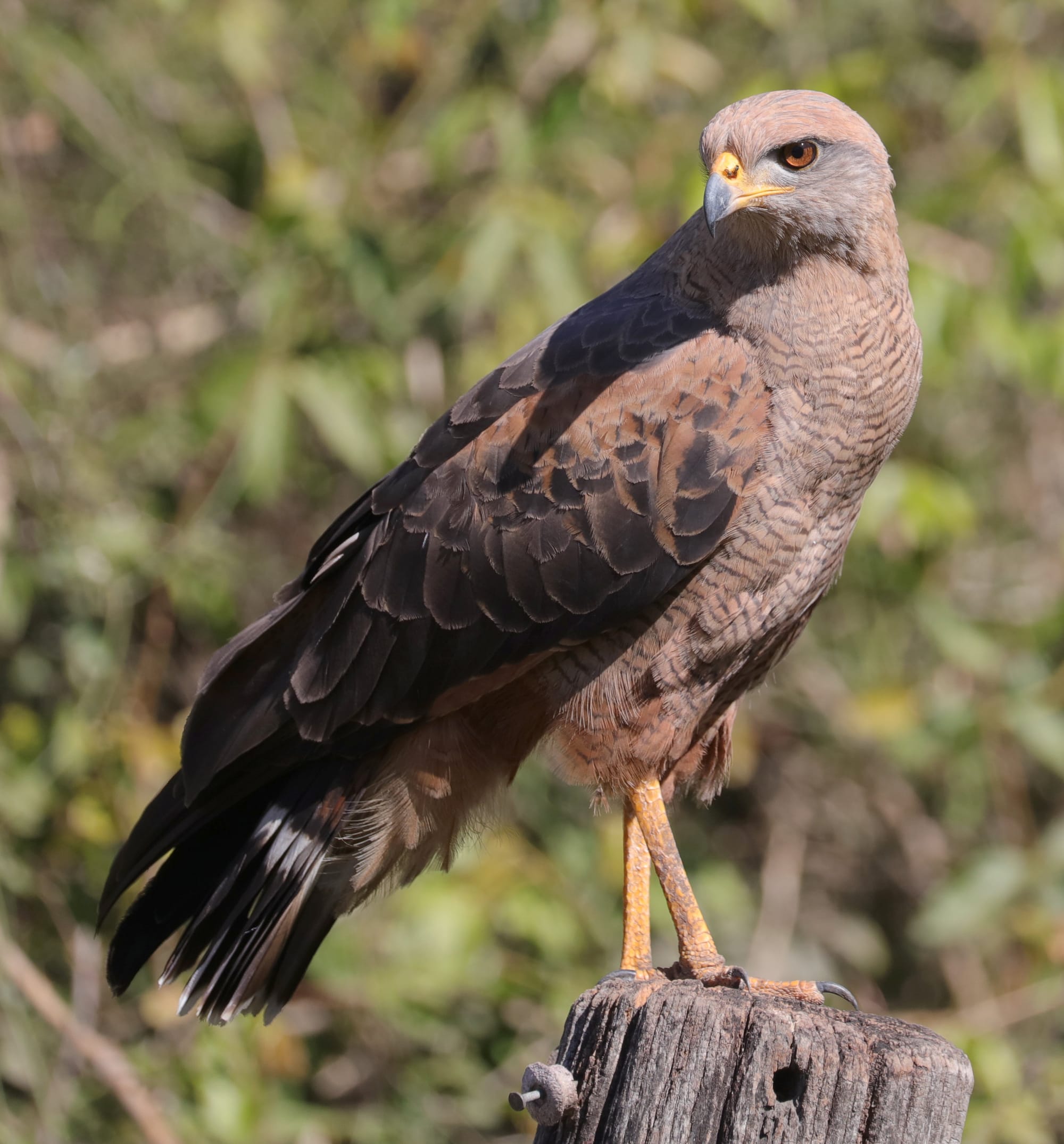 Savanna Hawk - Pantanal - Mato Grosso