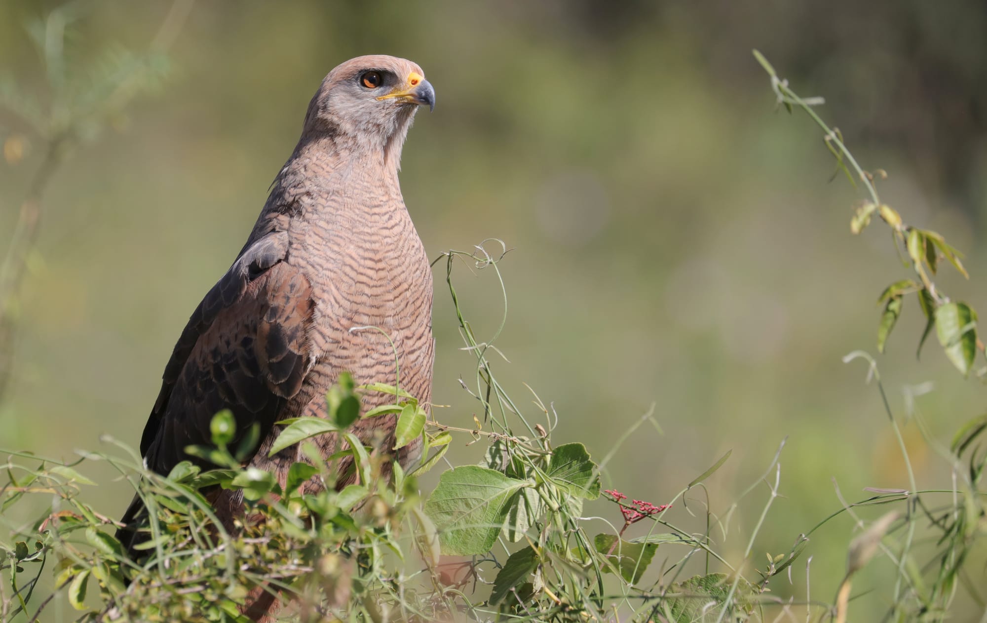 Savanna Hawk - Pantanal - Mato Grosso