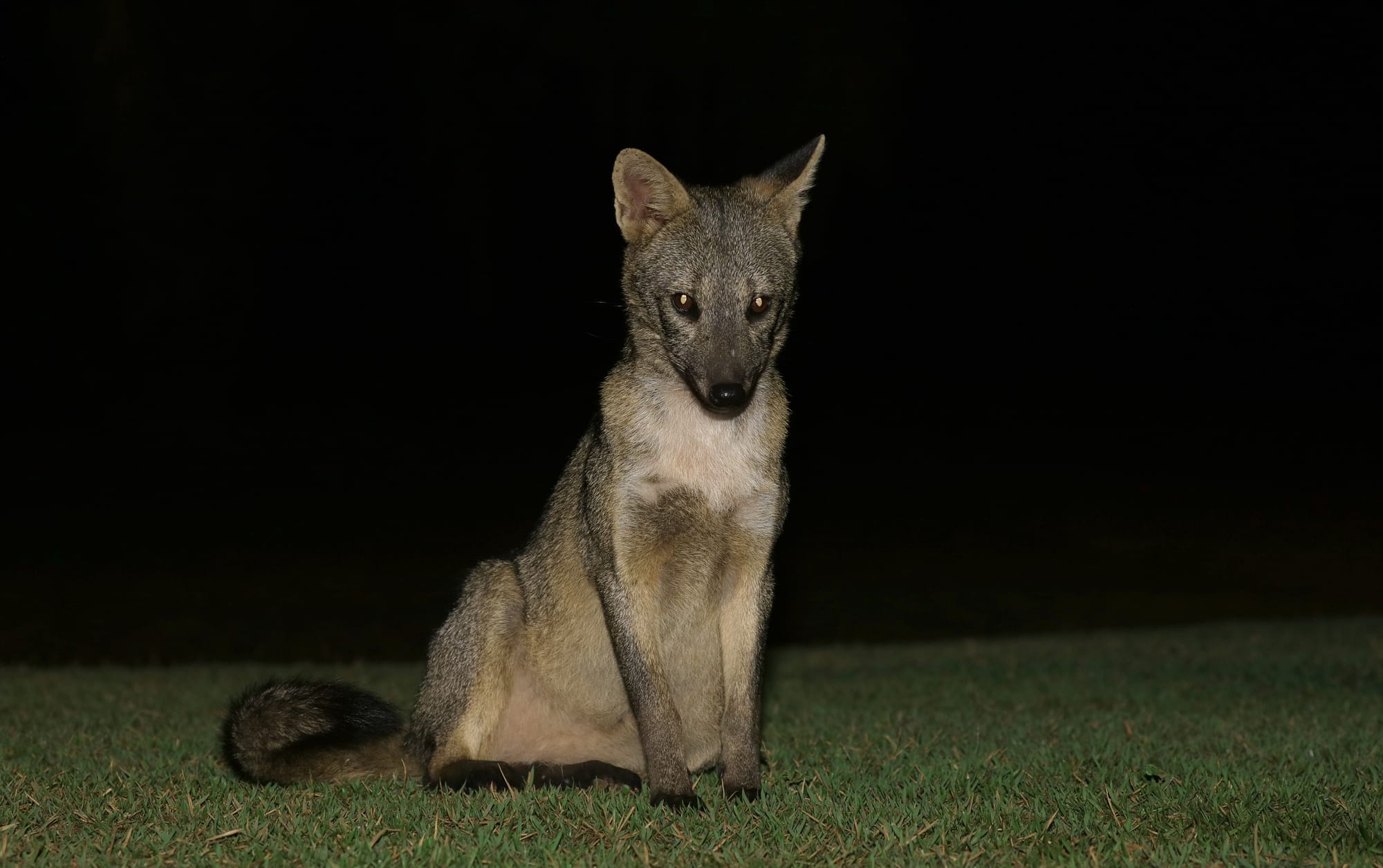 Crab-Eating Fox - Pantanal - Mato Grosso