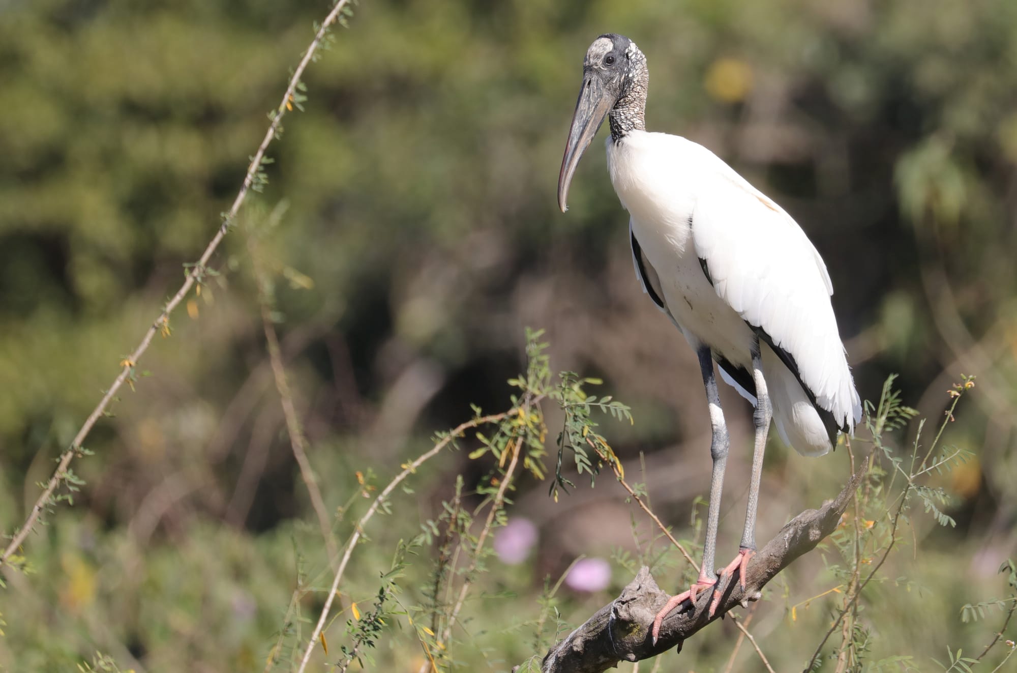 Wood Stork - Pantanal - Mato Grosso