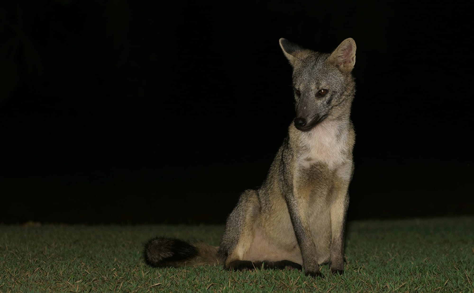 Crab-Eating Fox - Pantanal - Mato Grosso