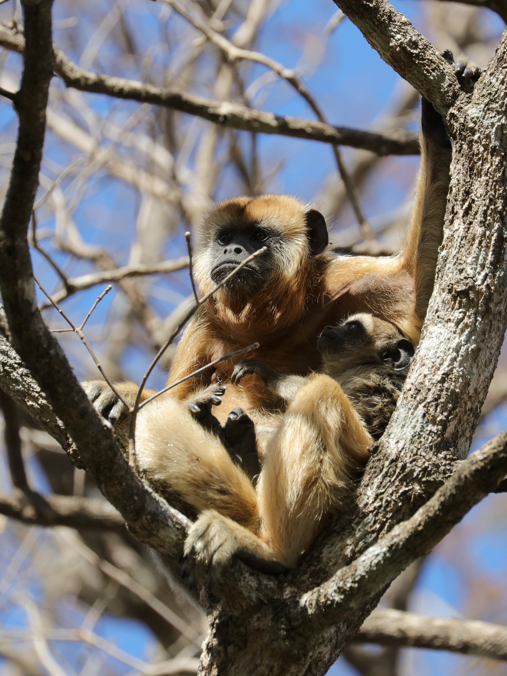 Female Black Howler - Pantanal - Mato Grosso