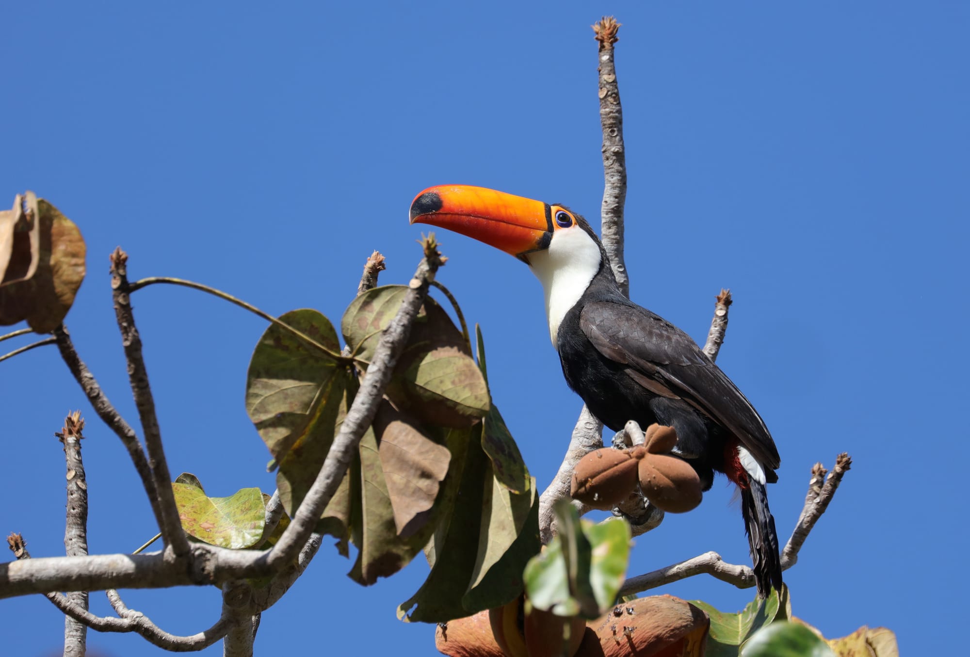 Toco Toucan - Pantanal - Mato Grosso
