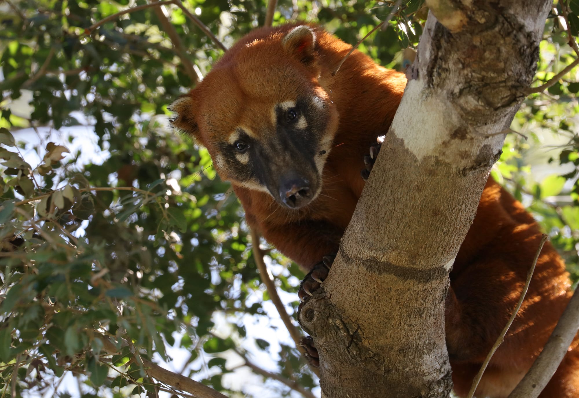 South American Coati - Pantanal - Mato Grosso