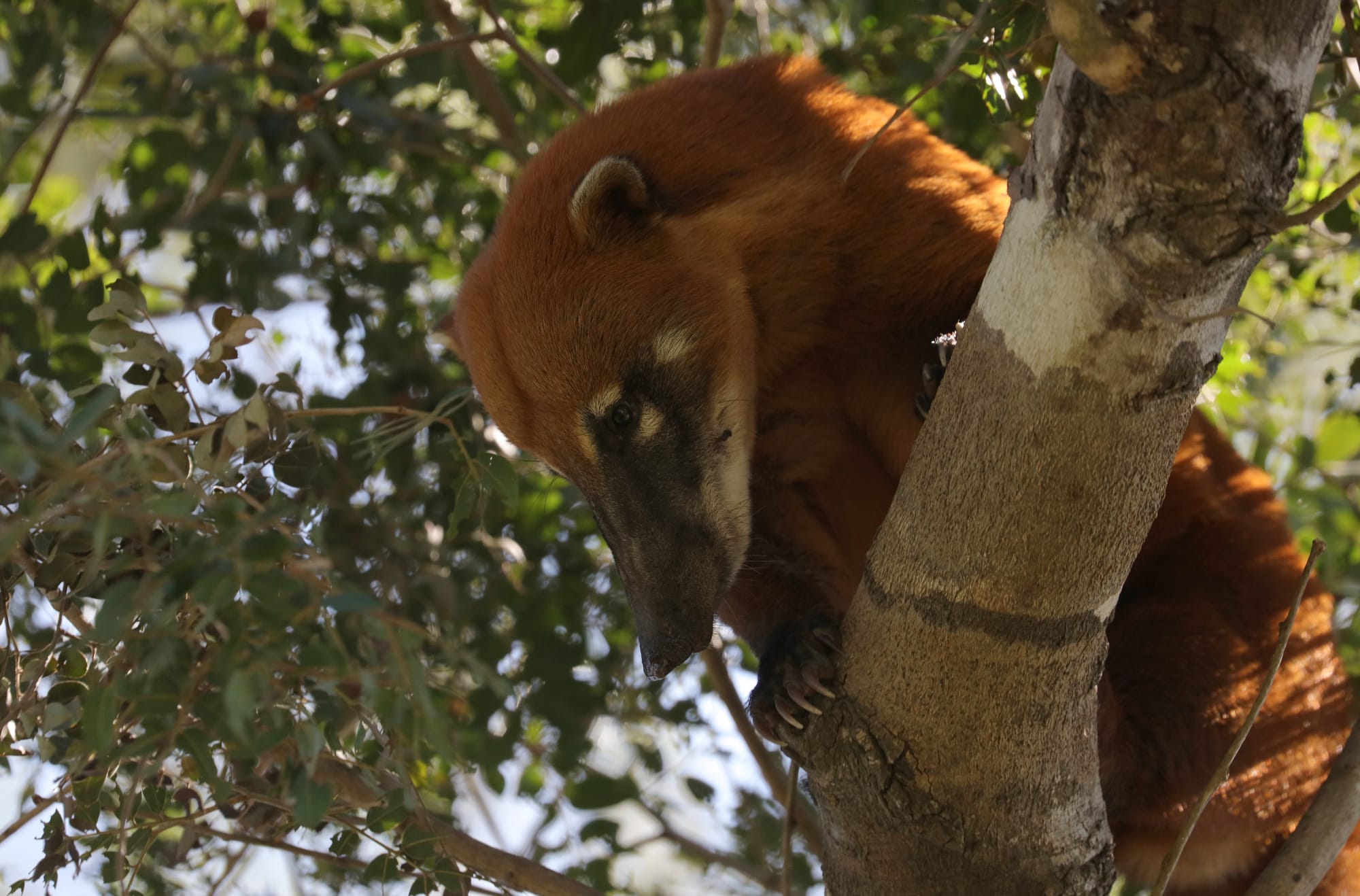 South American Coati - Pantanal - Mato Grosso