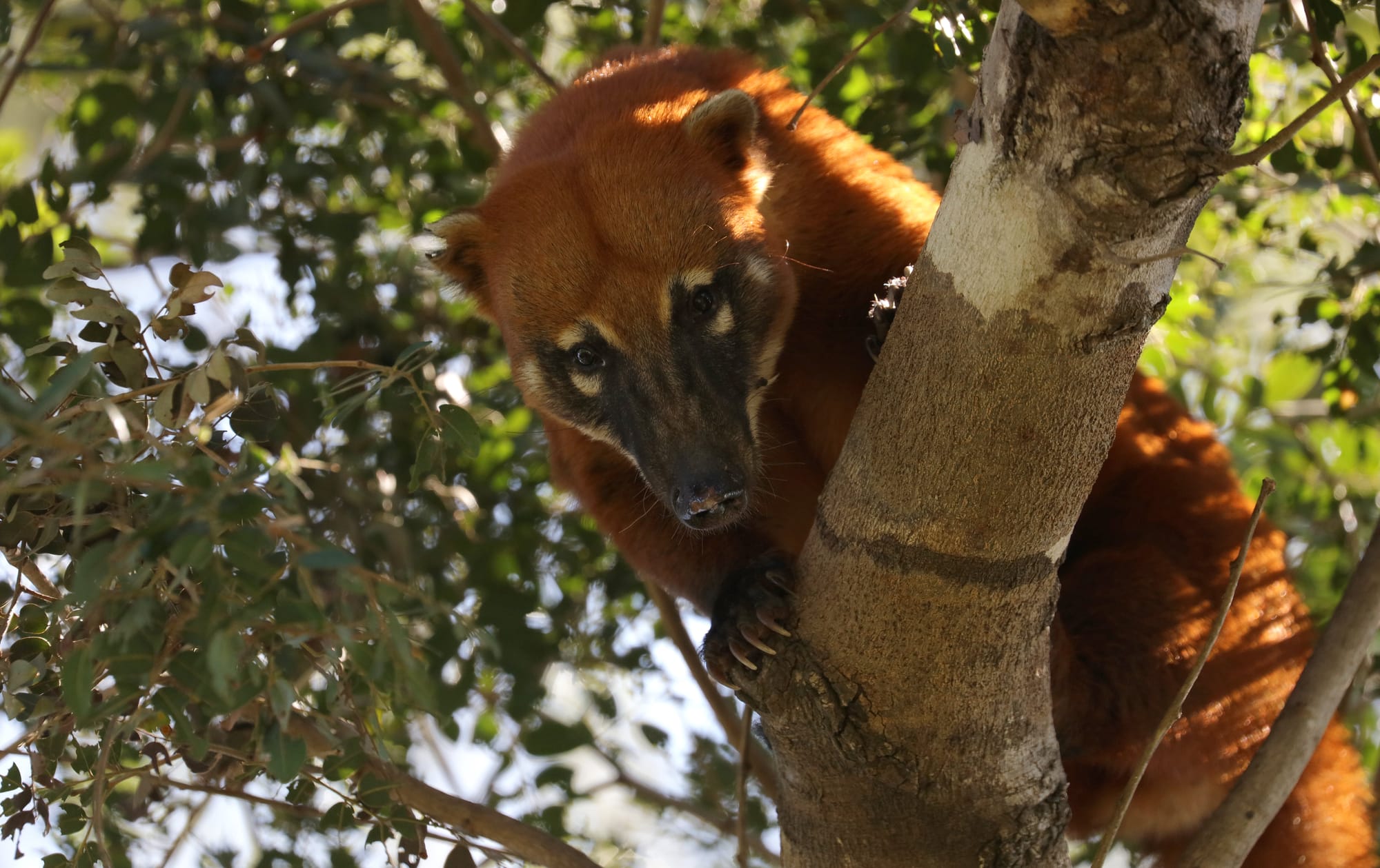 South American Coati - Pantanal - Mato Grosso