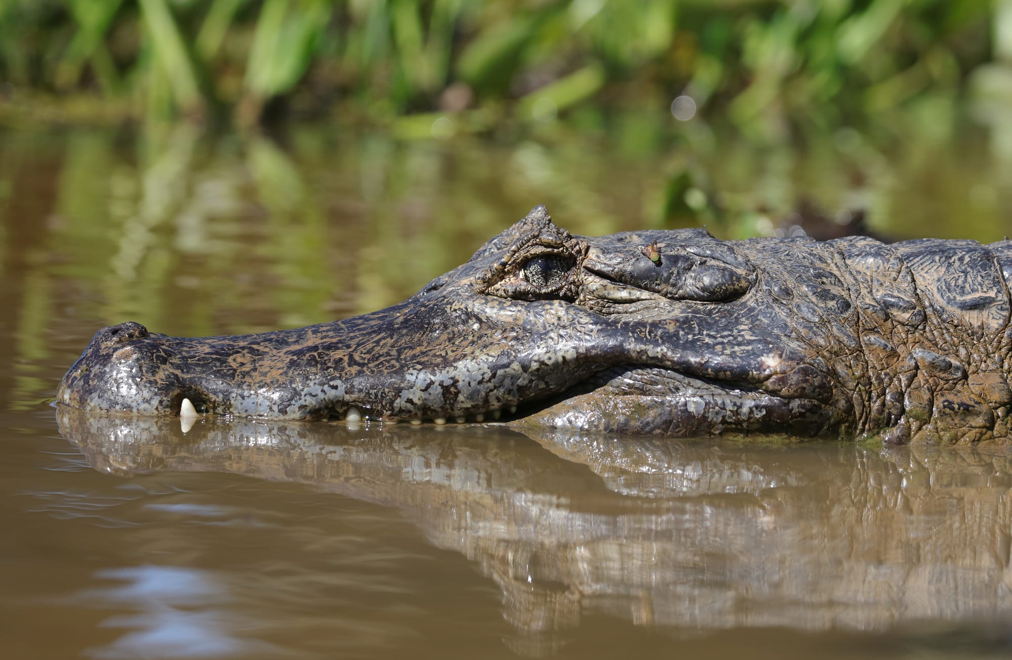 Yacare Caiman - Rio Sararé - Pantanal - Mato Grosso