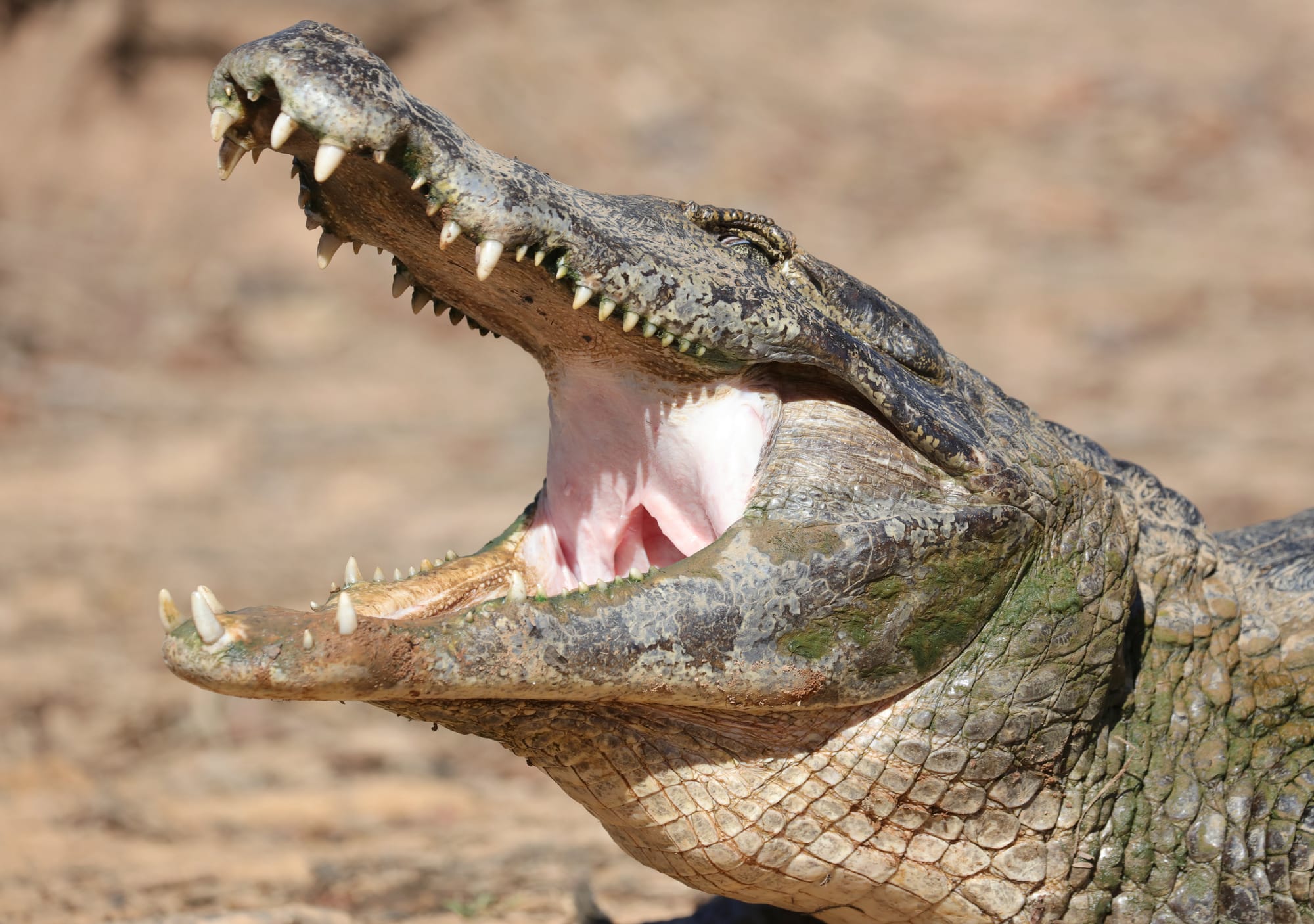 Yacare Caiman - Rio Sararé - Pantanal - Mato Grosso