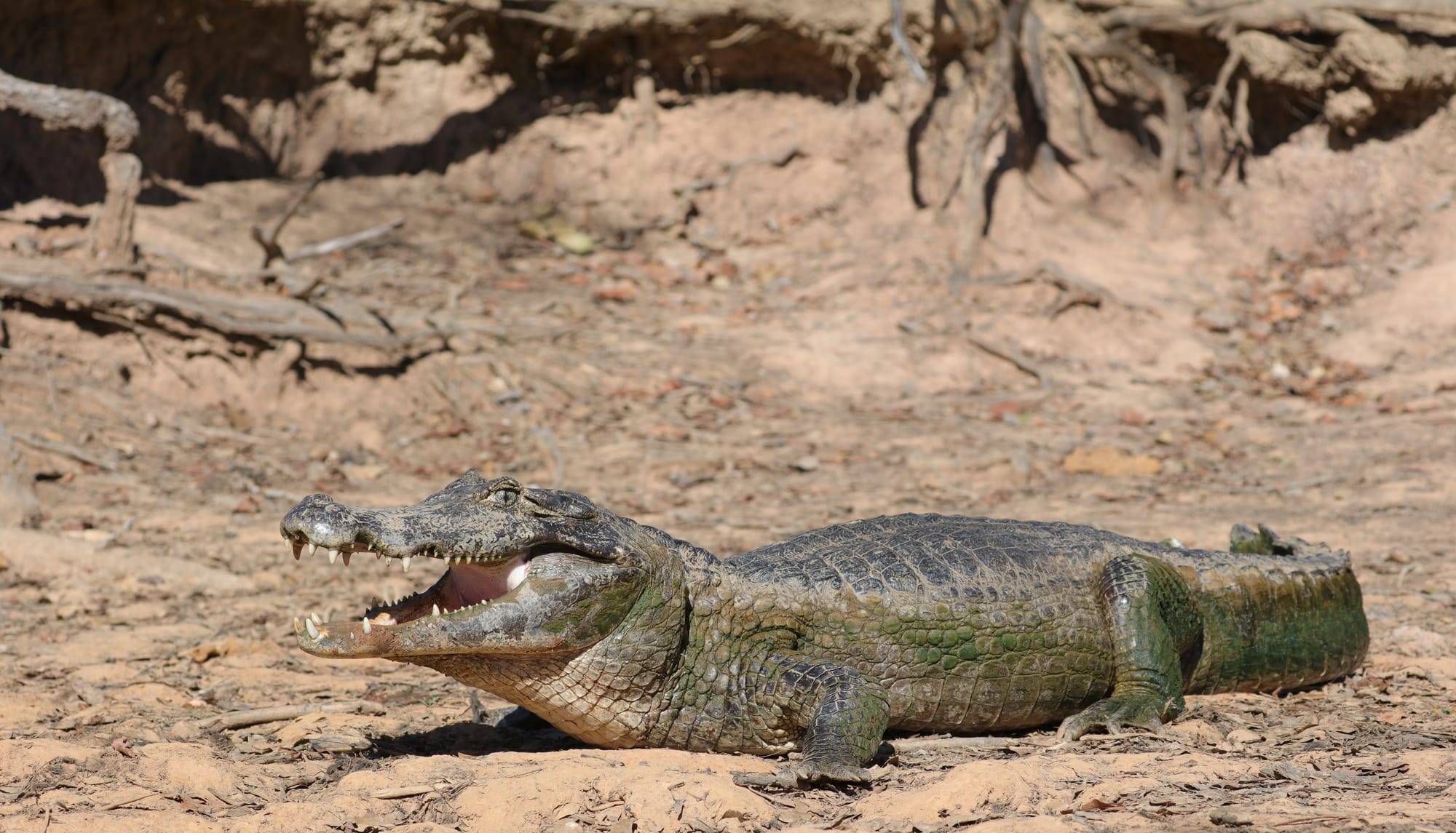 Yacare Caiman - Rio Sararé - Pantanal - Mato Grosso