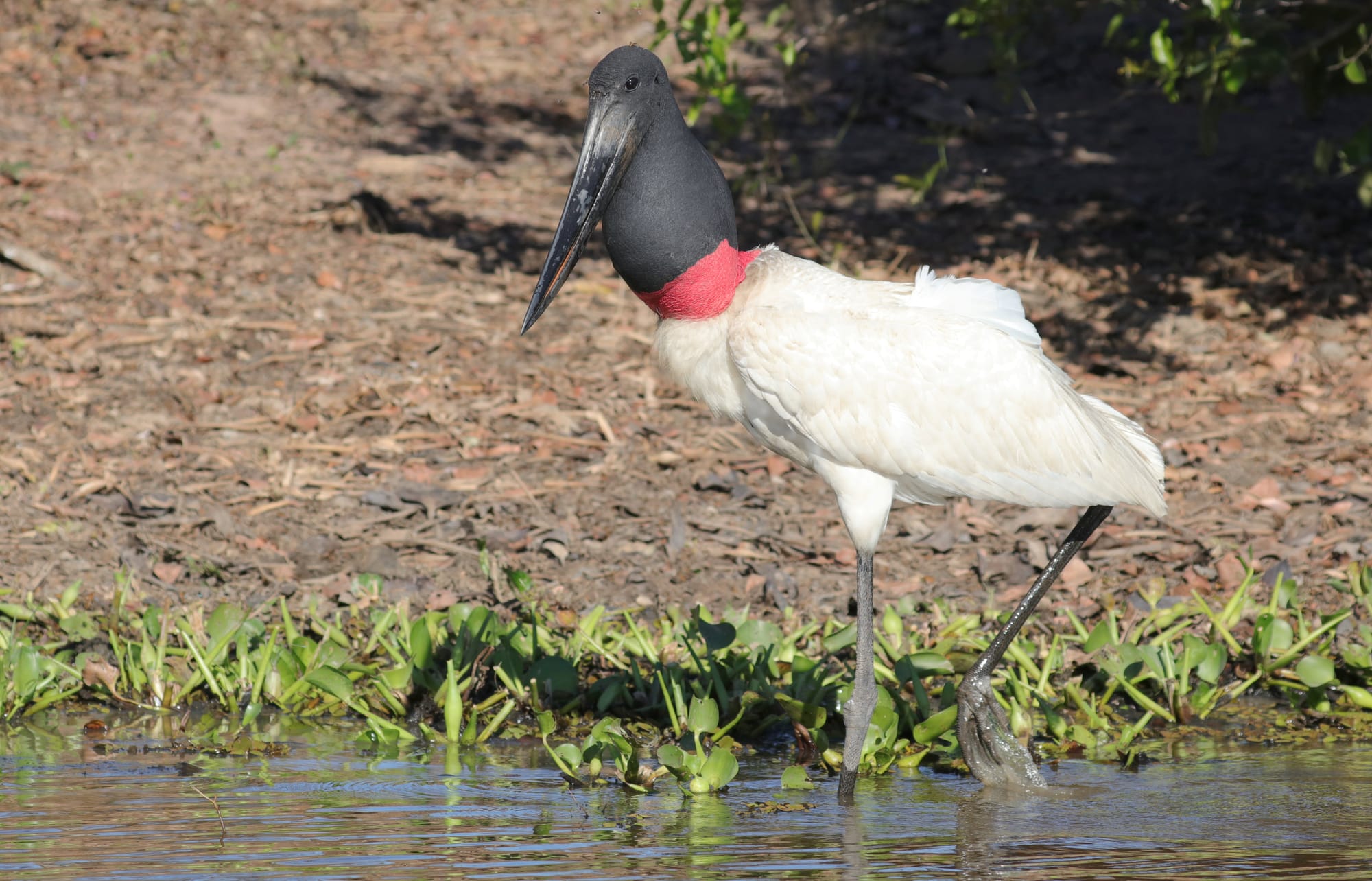 Jabiru - Rio Sararé - Pantanal - Mato Grosso