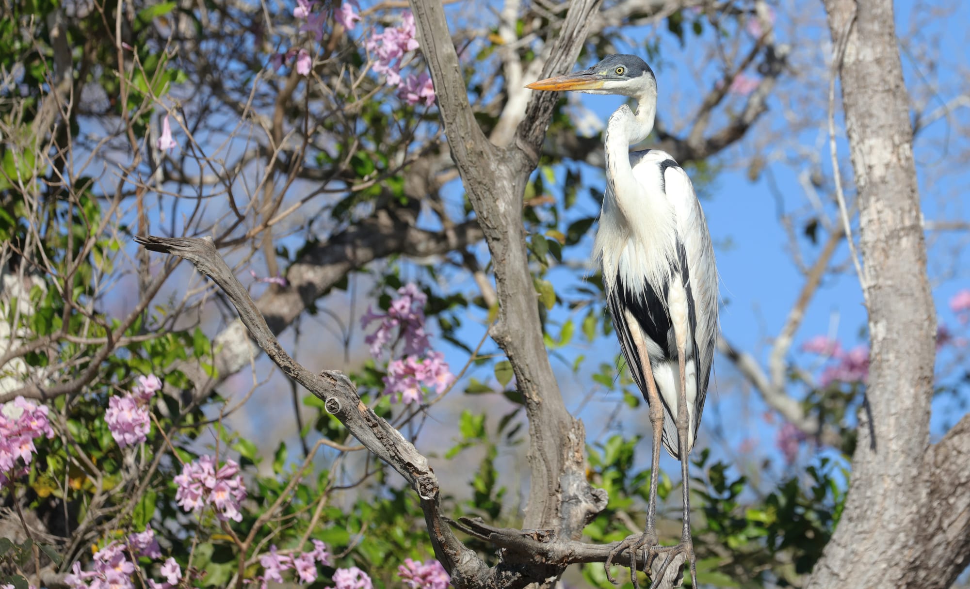 Cocoi Heron - Rio Sararé - Pantanal - Mato Grosso