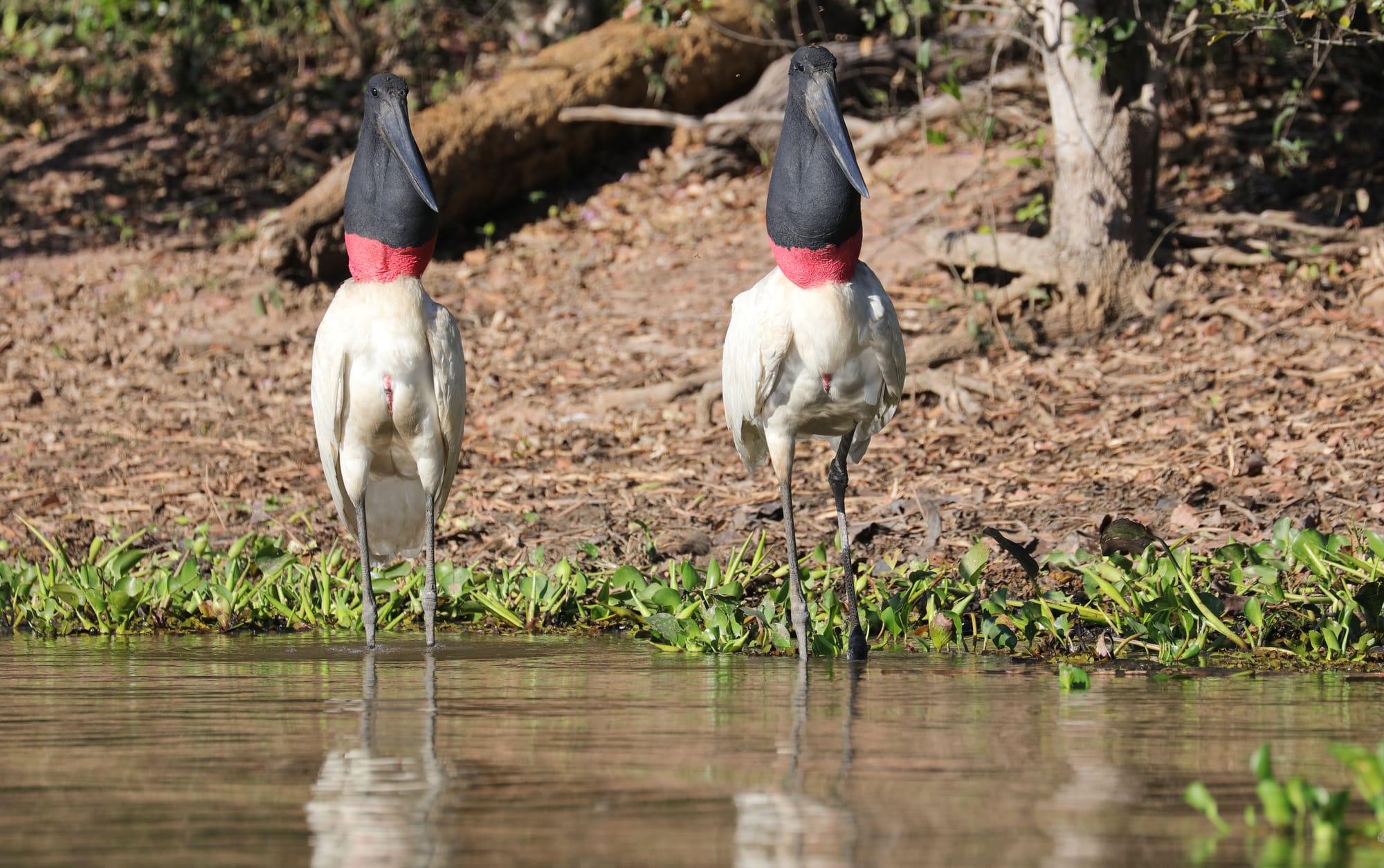 Jabiru - Rio Sararé - Pantanal - Mato Grosso