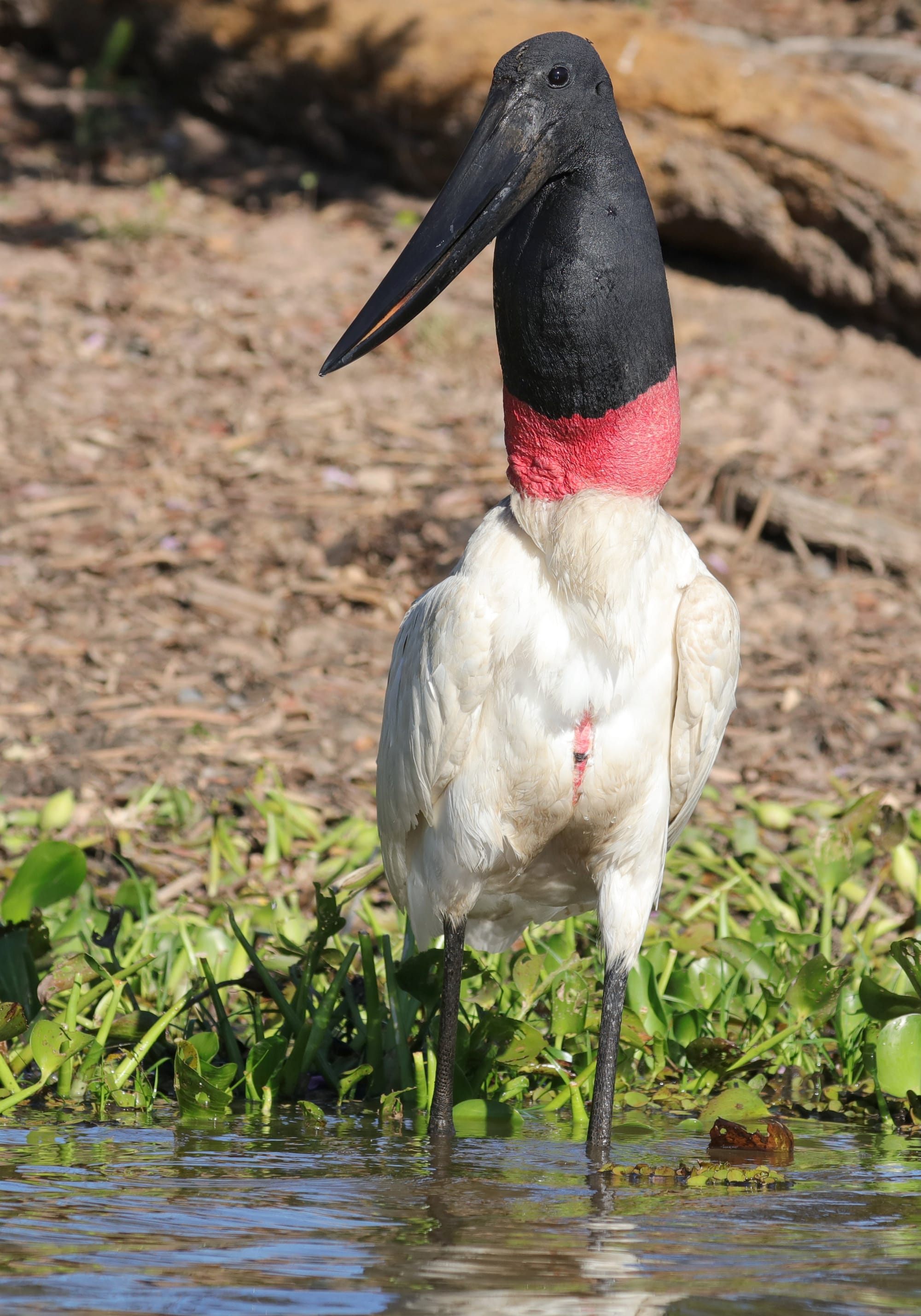 Jabiru - Rio Sararé - Pantanal - Mato Grosso