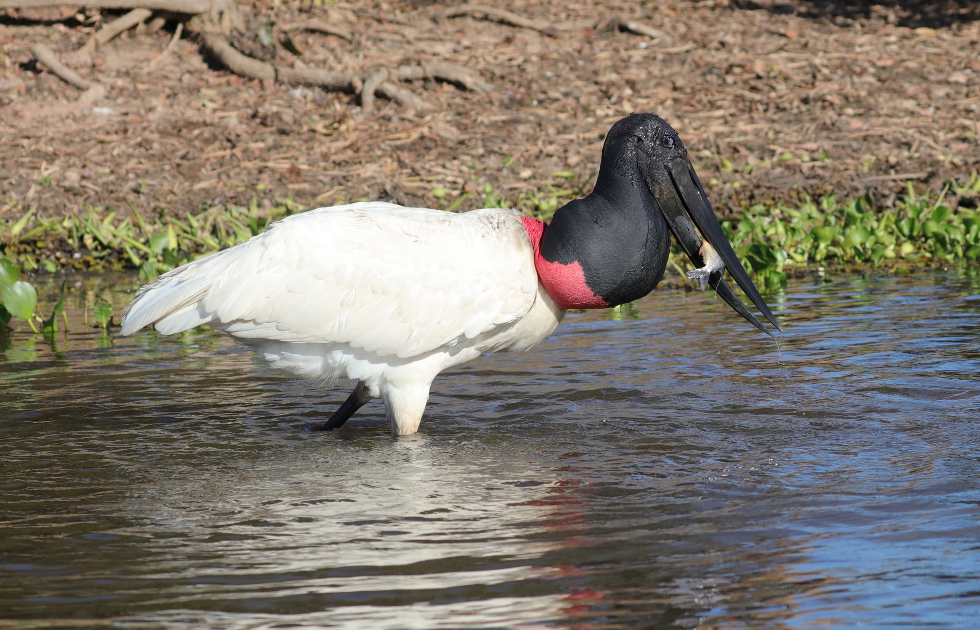 Jabiru - Rio Sararé - Pantanal - Mato Grosso