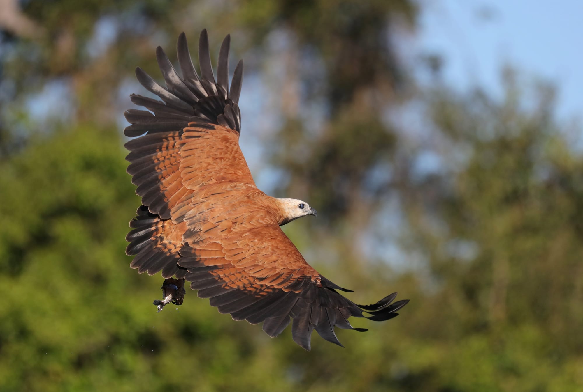 Black-Collared Hawk - Rio Sararé - Pantanal - Mato Grosso