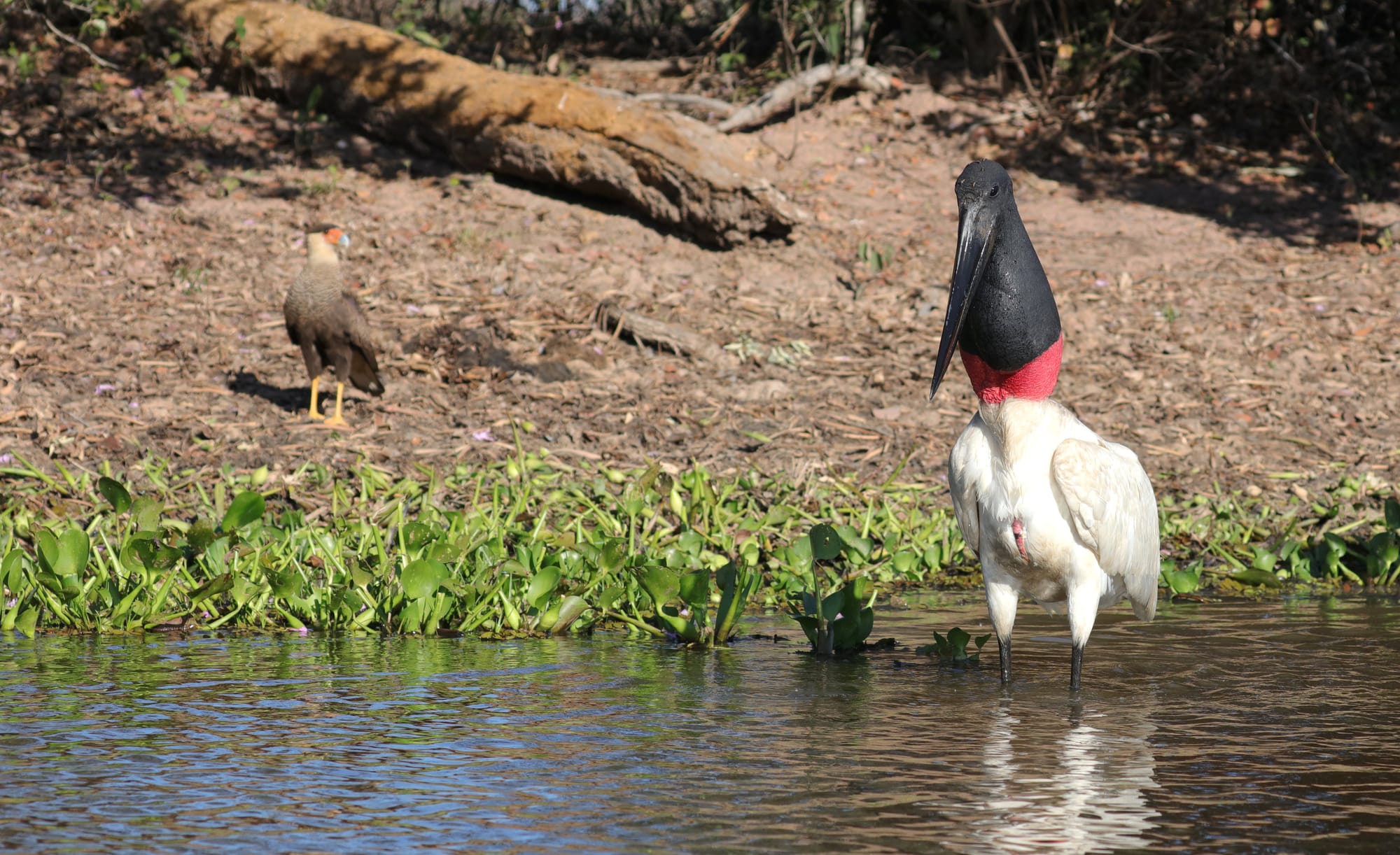 Jabiru - Rio Sararé - Pantanal - Mato Grosso