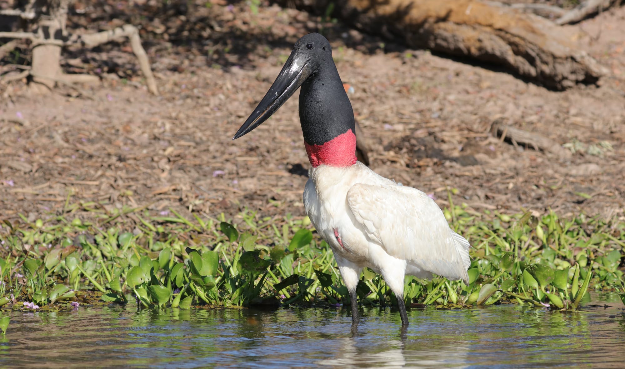 Jabiru - Rio Sararé - Pantanal - Mato Grosso