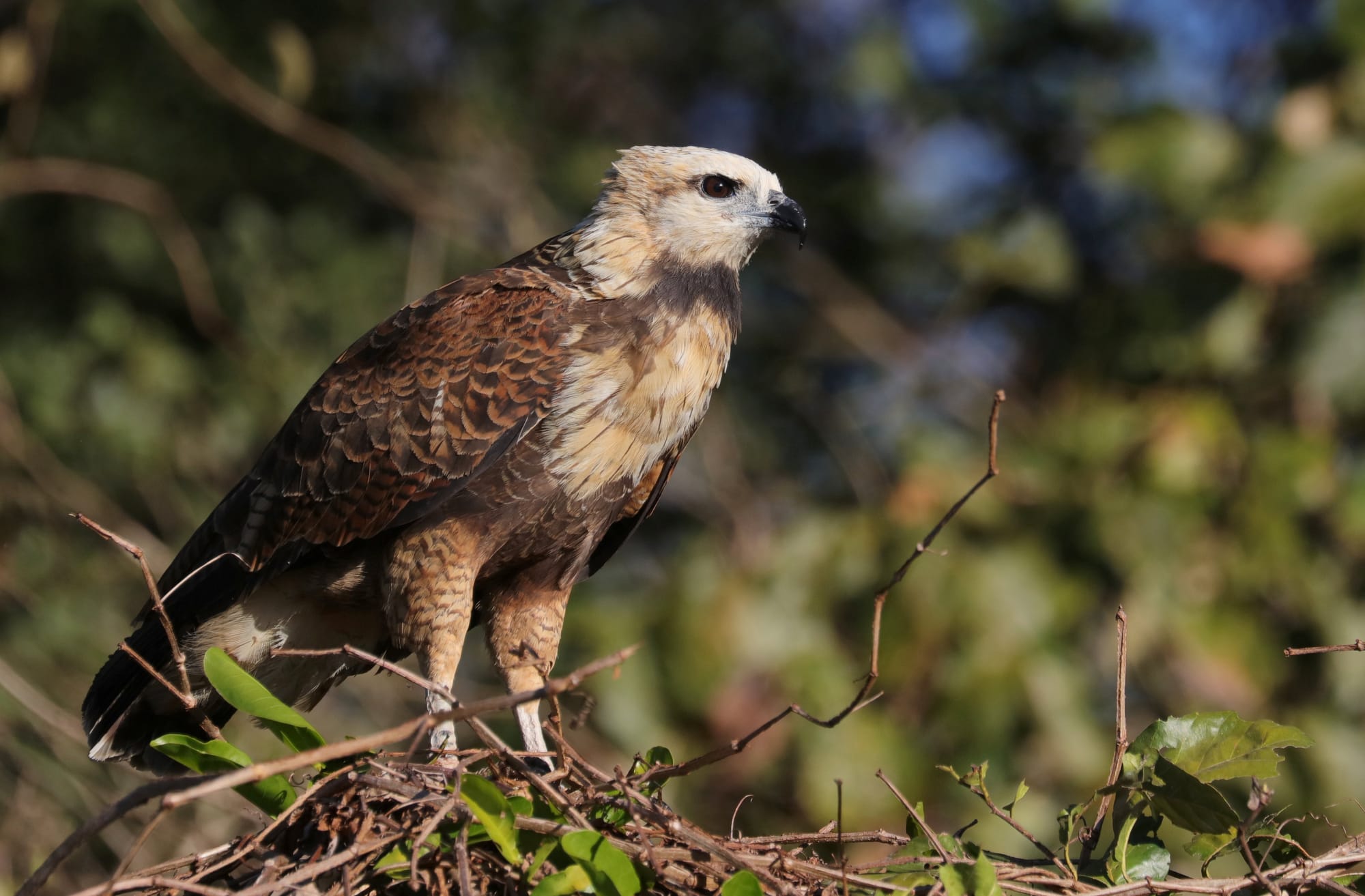 Black-Collared Hawk - Rio Sararé - Pantanal - Mato Grosso