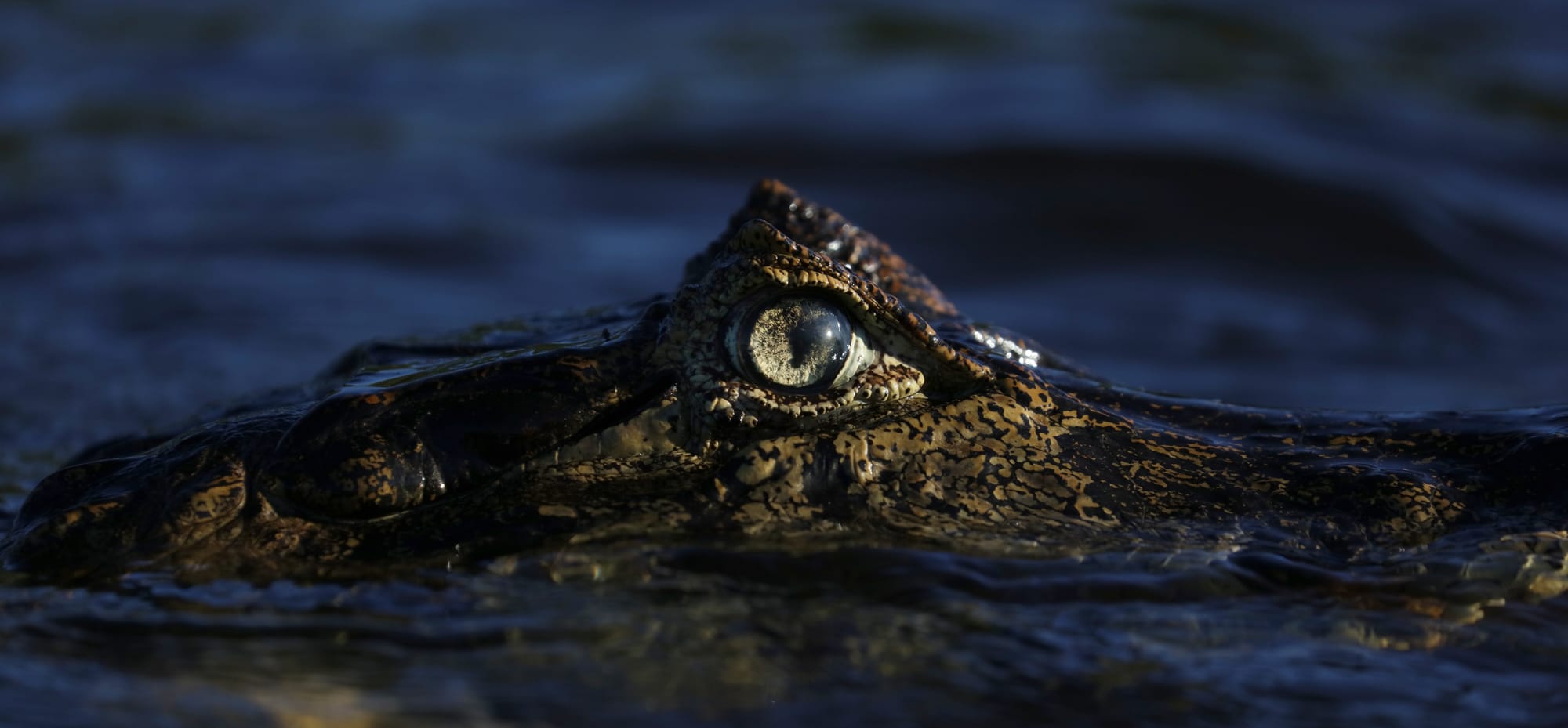 Yacare Caiman - Rio Sararé - Pantanal - Mato Grosso