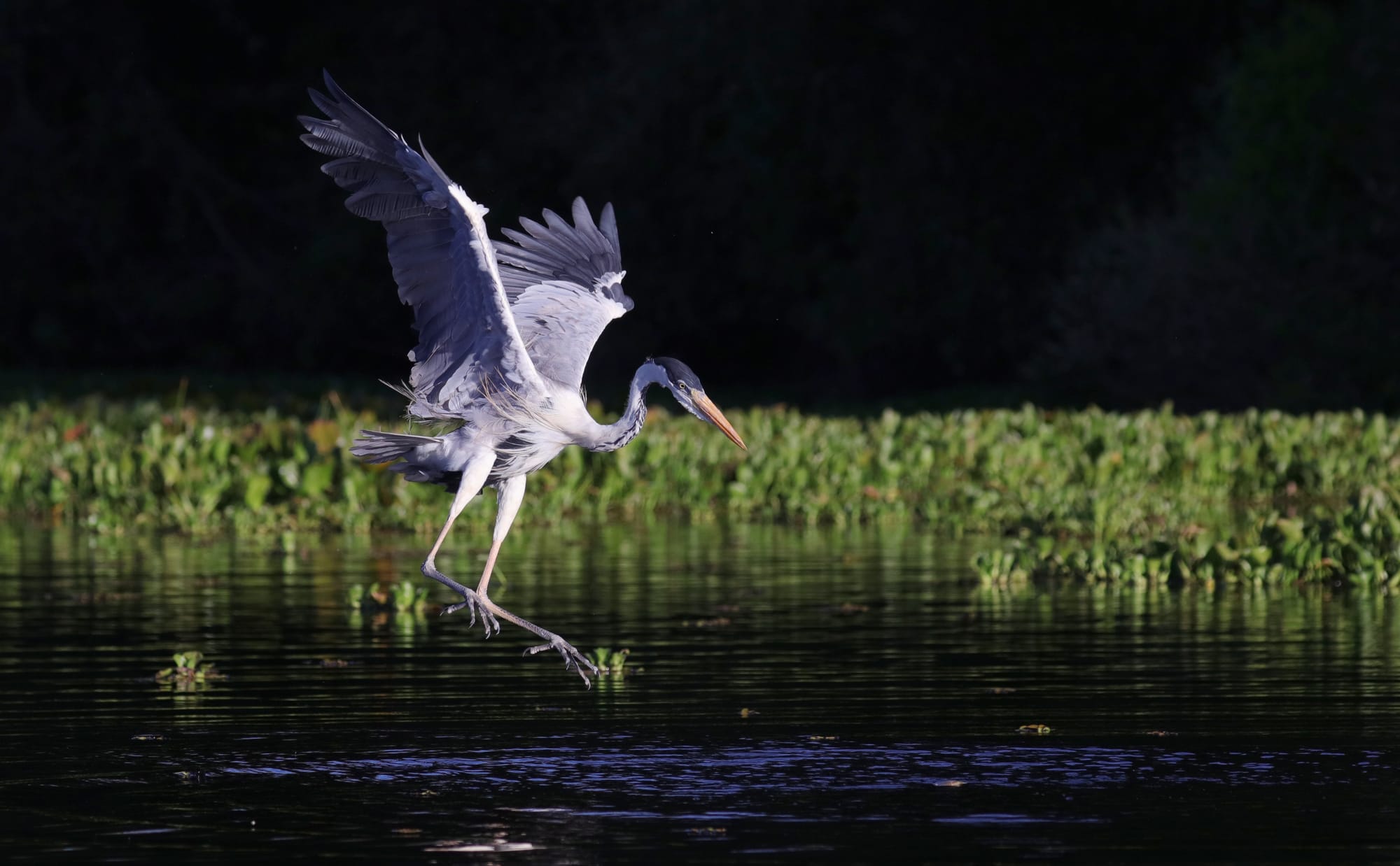 Cocoi Heron - Rio Sararé - Pantanal - Mato Grosso