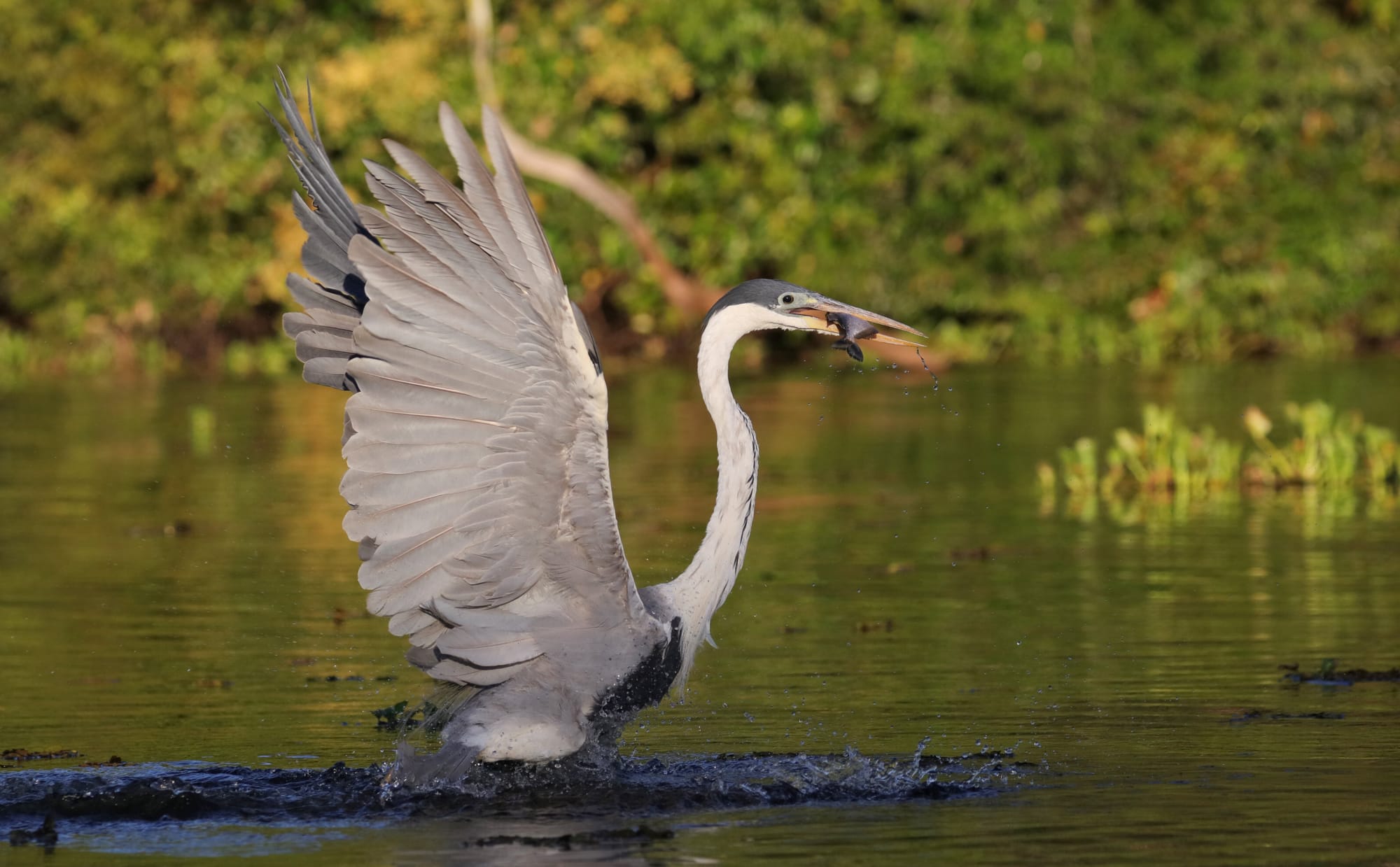 Cocoi Heron - Rio Sararé - Pantanal - Mato Grosso