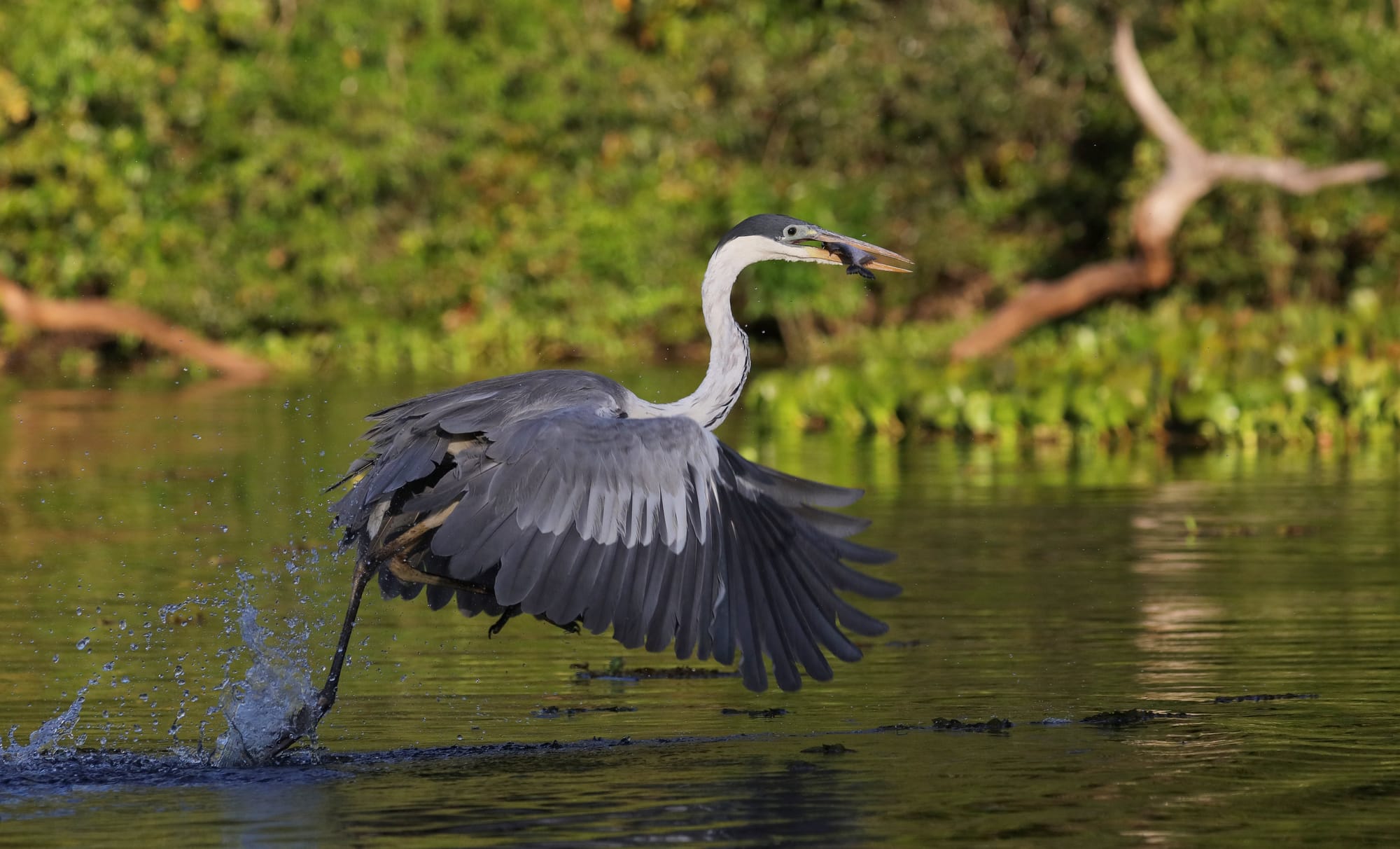 Cocoi Heron - Rio Sararé - Pantanal - Mato Grosso