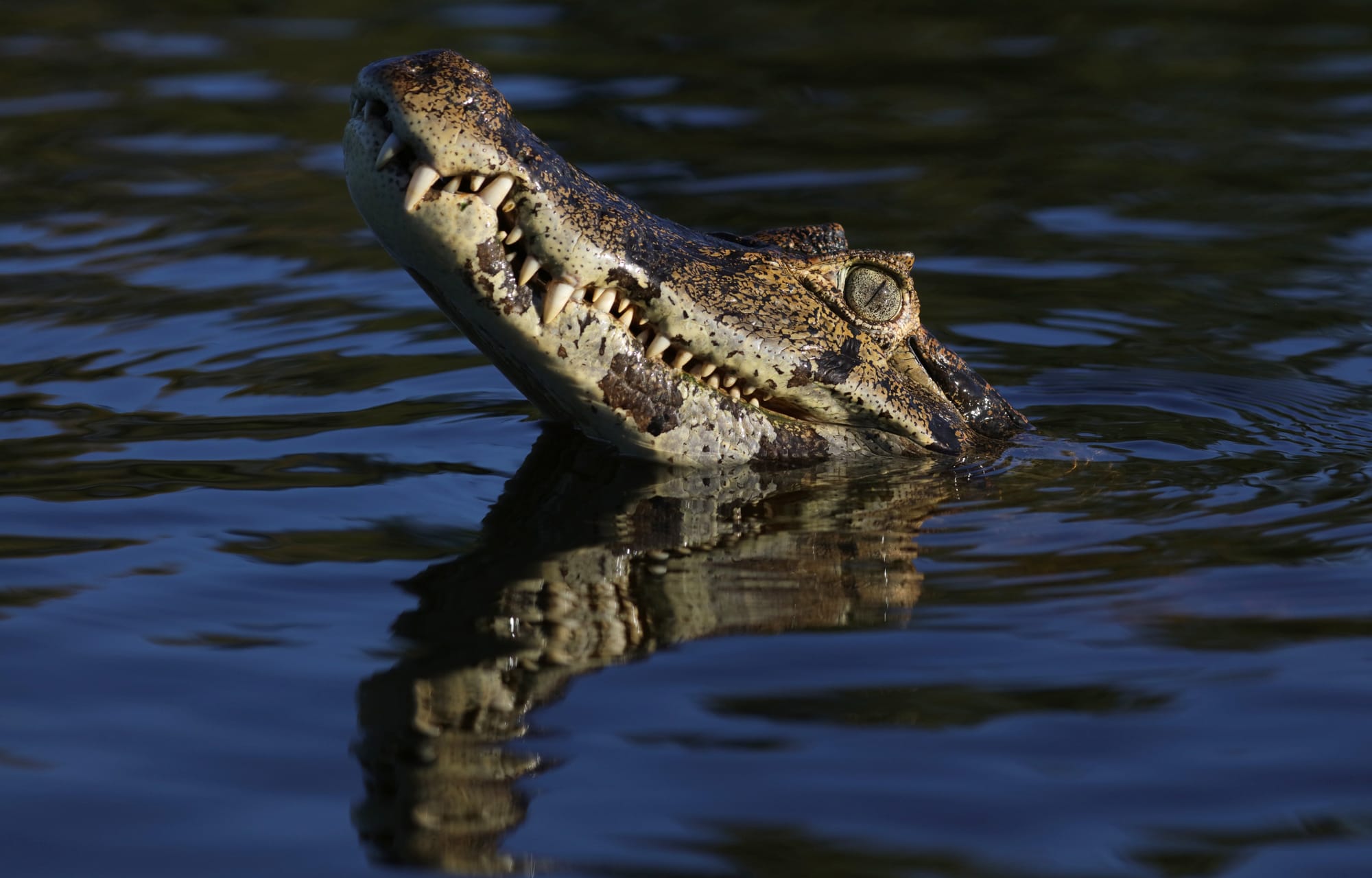 Yacare Caiman - Rio Sararé - Pantanal - Mato Grosso