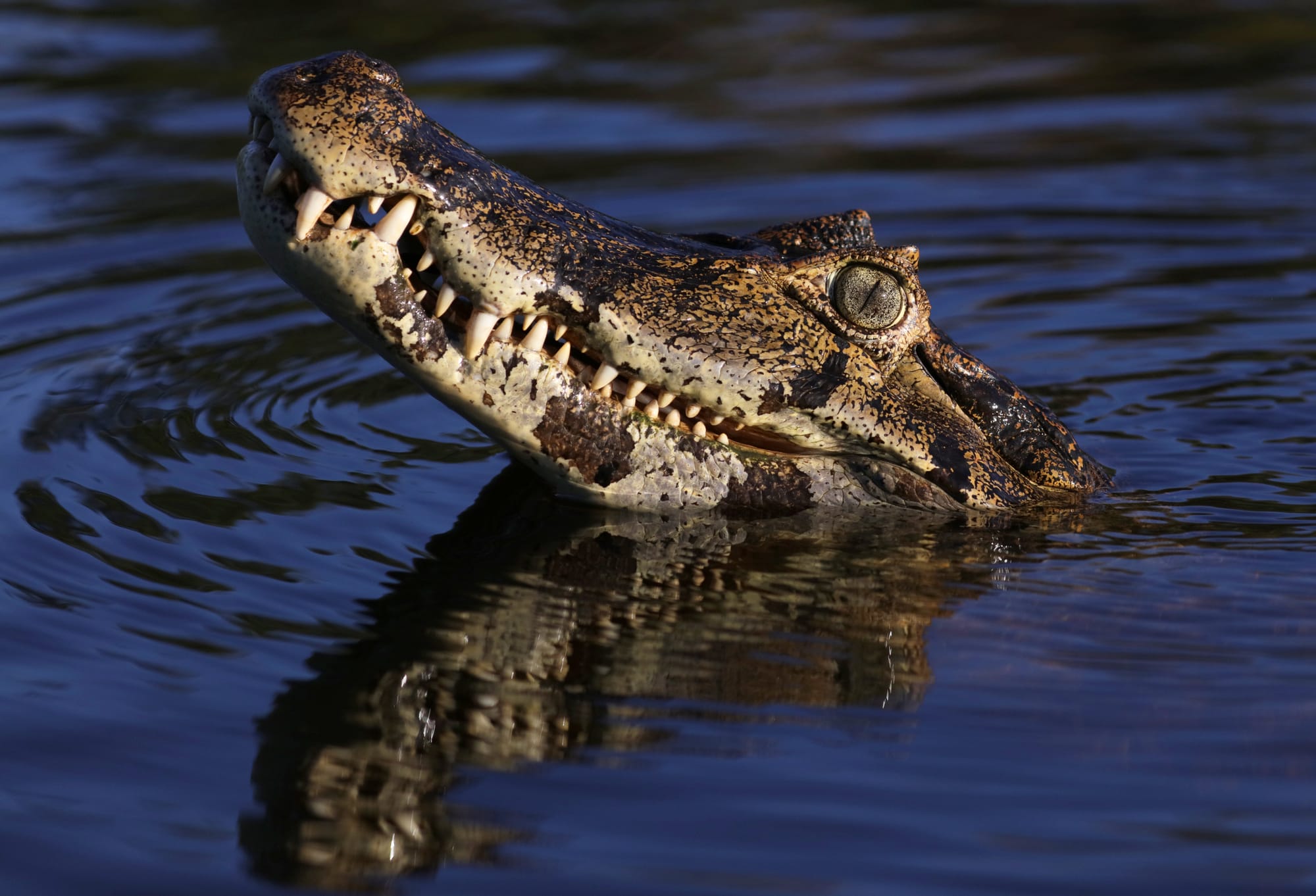 Yacare Caiman - Rio Sararé - Pantanal - Mato Grosso