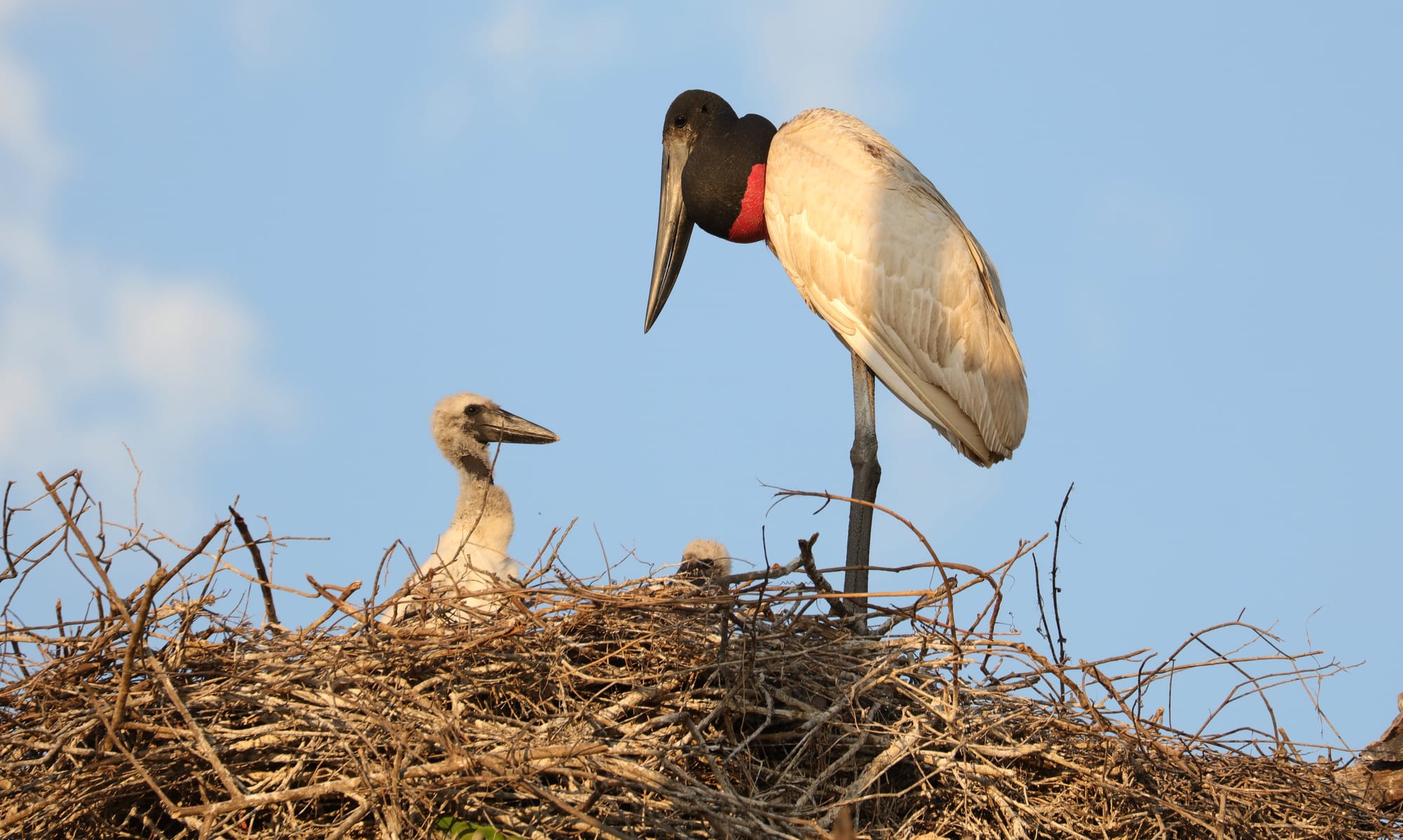Jabiru - Pantanal - Mato Grosso