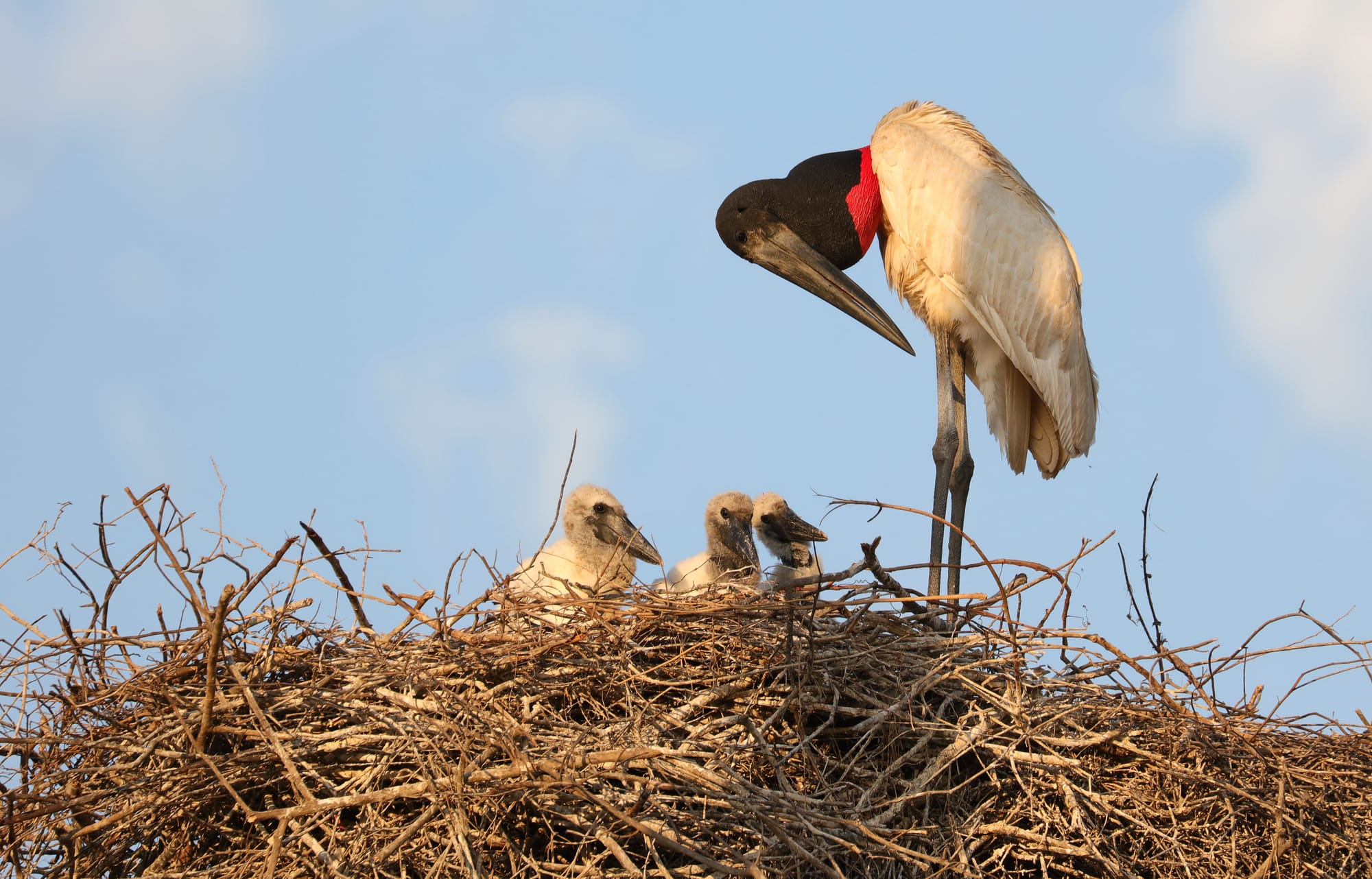 Jabiru - Pantanal - Mato Grosso