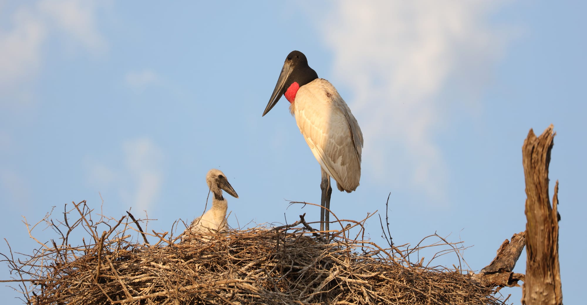 Jabiru - Pantanal - Mato Grosso