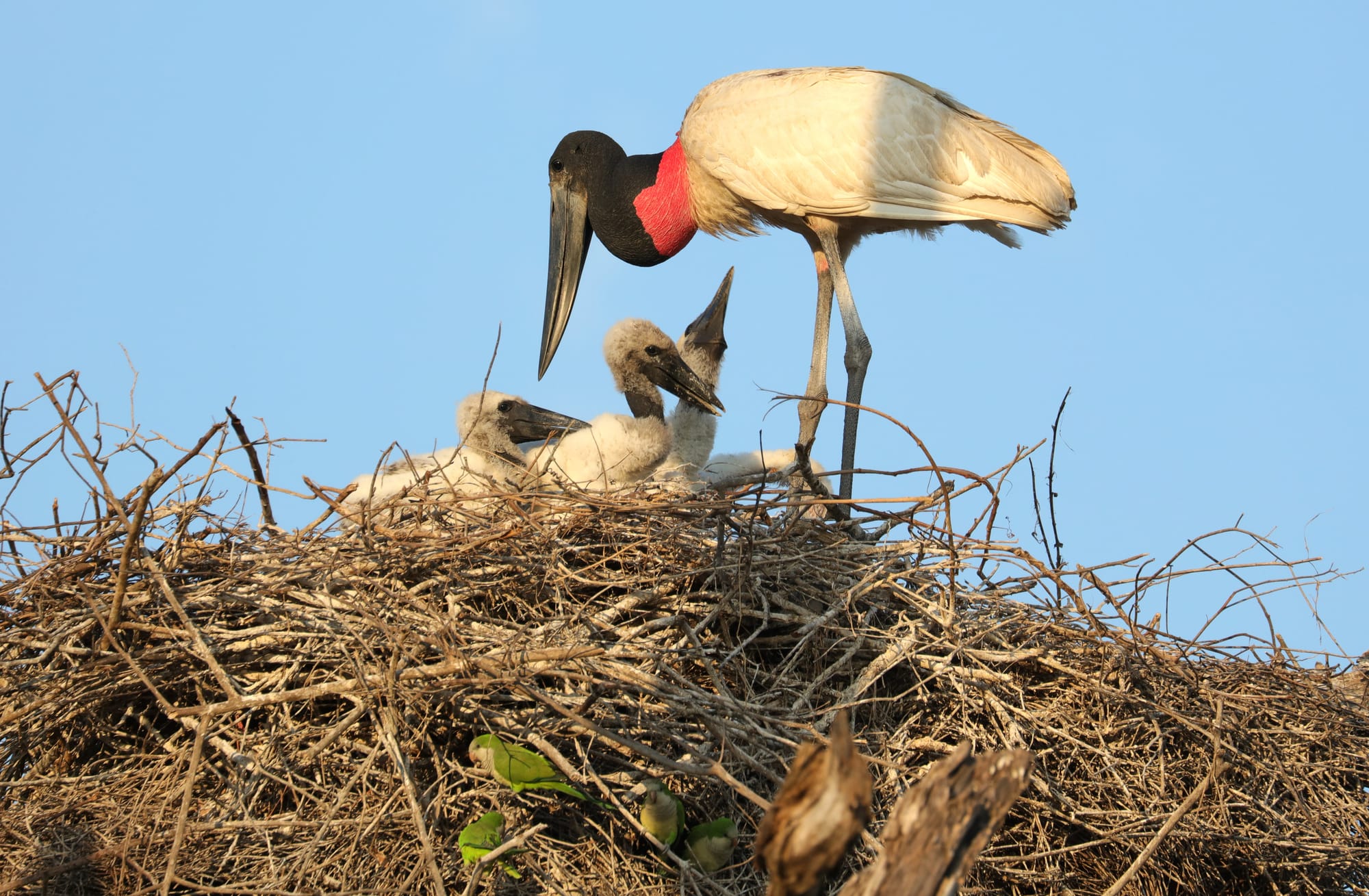 Jabiru - Pantanal - Mato Grosso