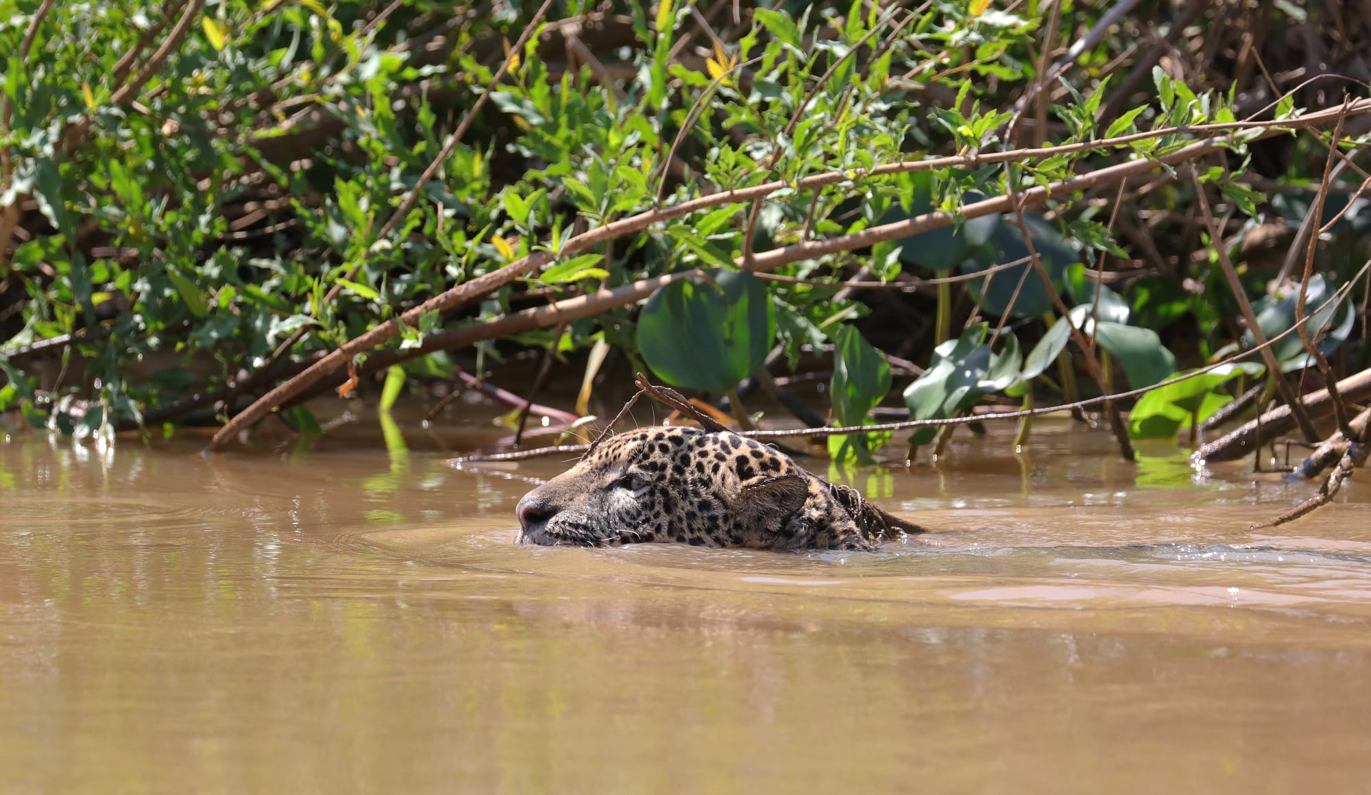 Female Jaguar - Parque Estadual Encontro das Águas - Pantanal - Mato Grosso