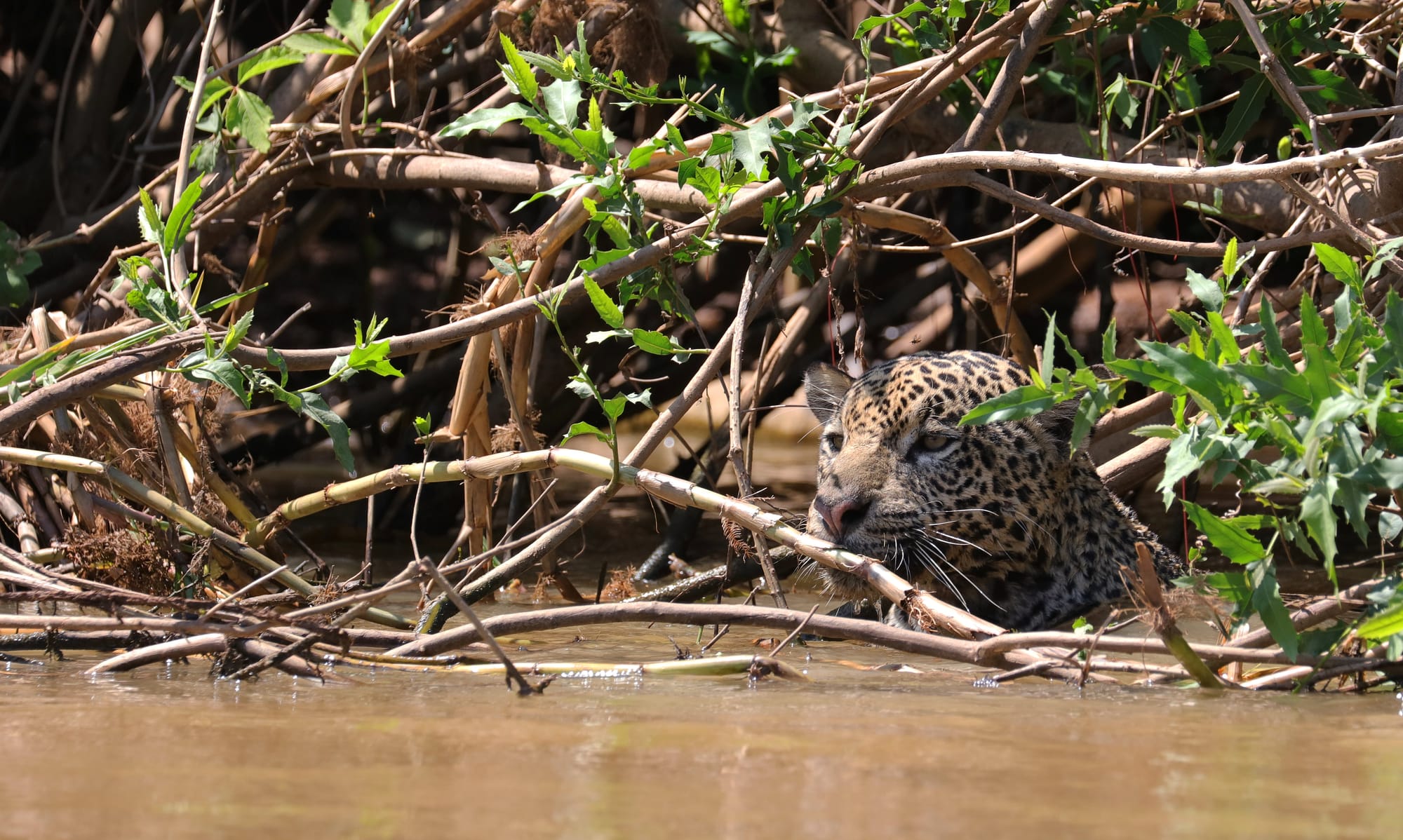Female Jaguar - Parque Estadual Encontro das Águas - Pantanal - Mato Grosso