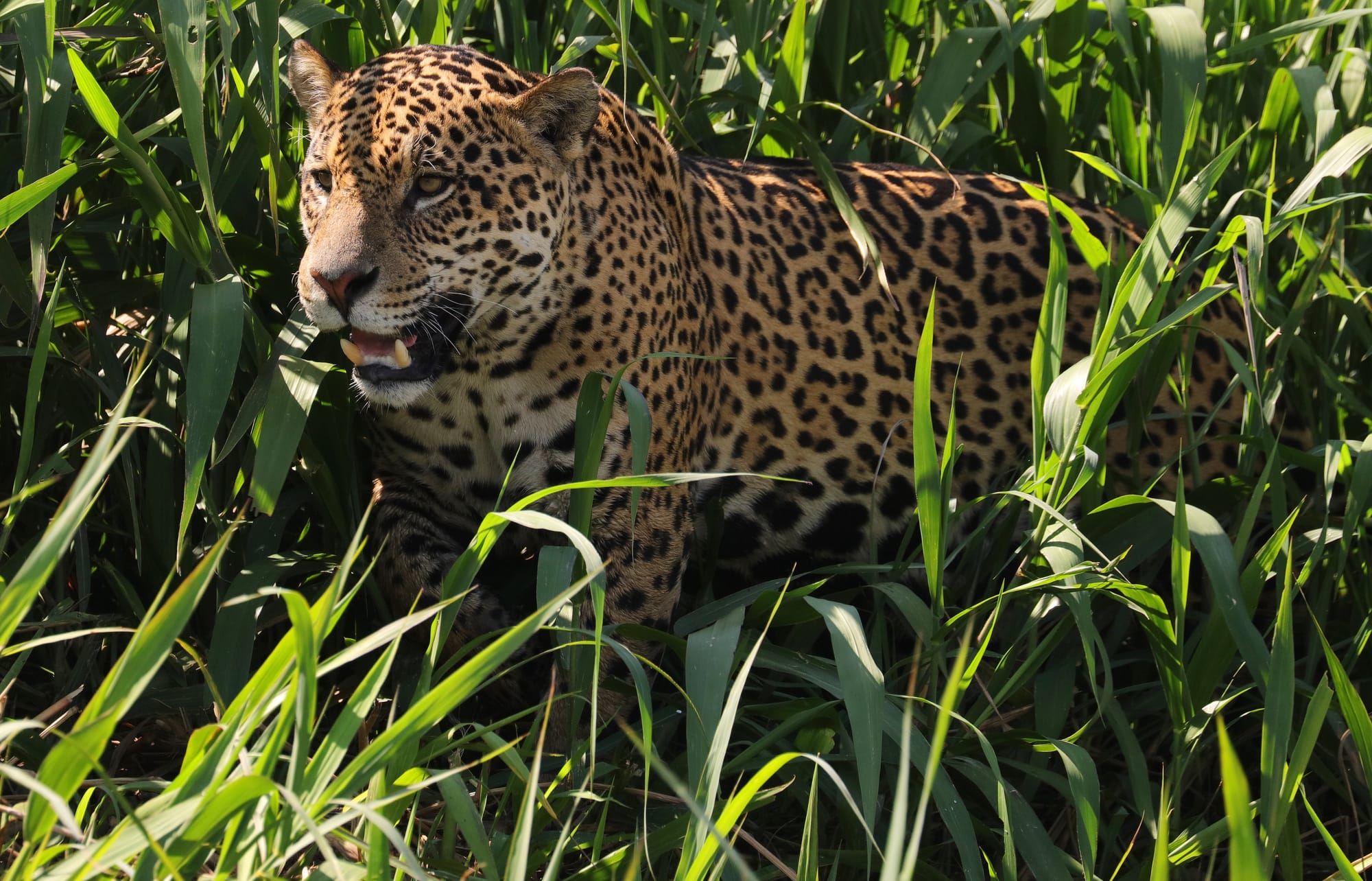 Male Jaguar - Parque Estadual Encontro das Águas - Pantanal - Mato Grosso