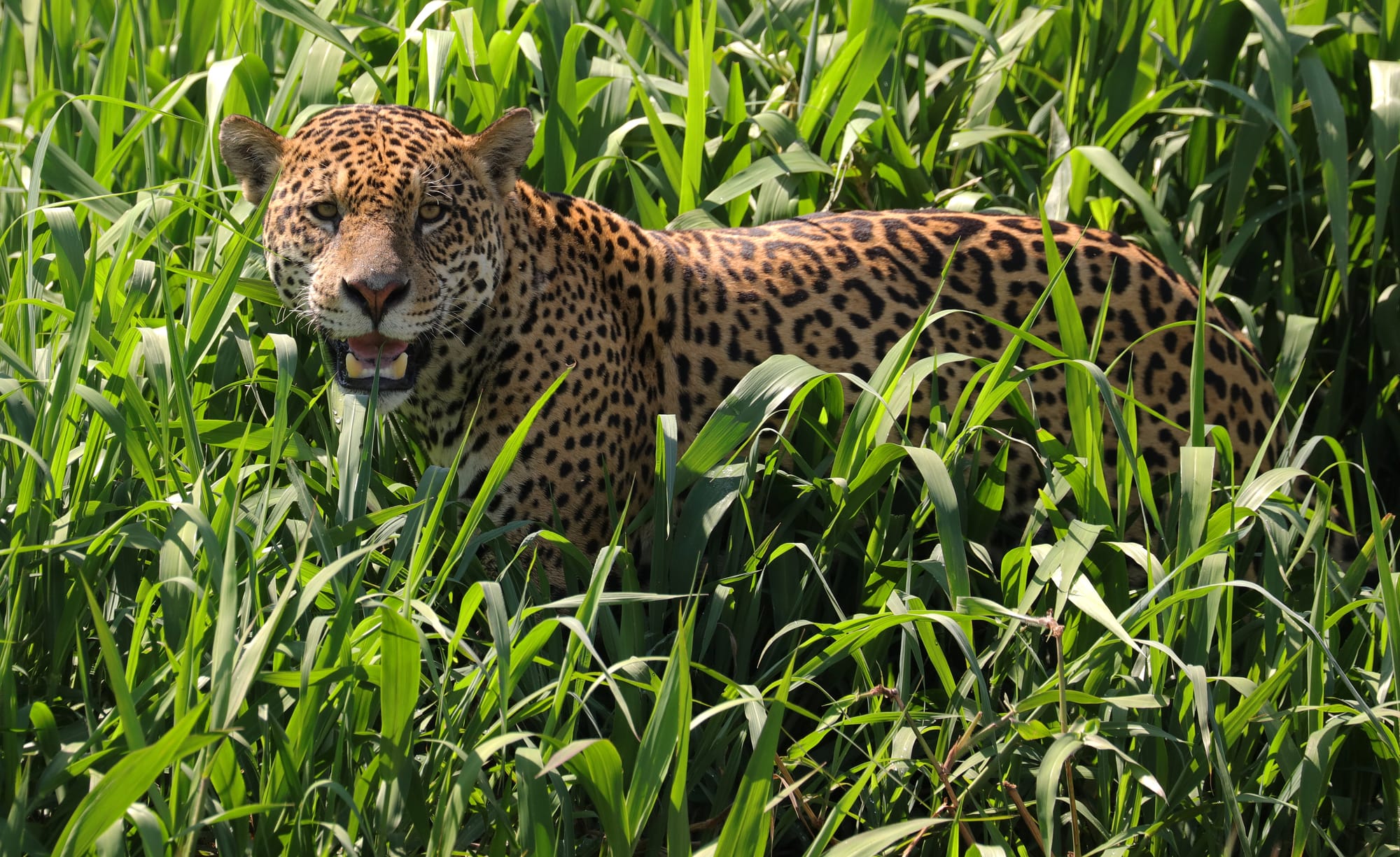 Male Jaguar - Parque Estadual Encontro das Águas - Pantanal - Mato Grosso