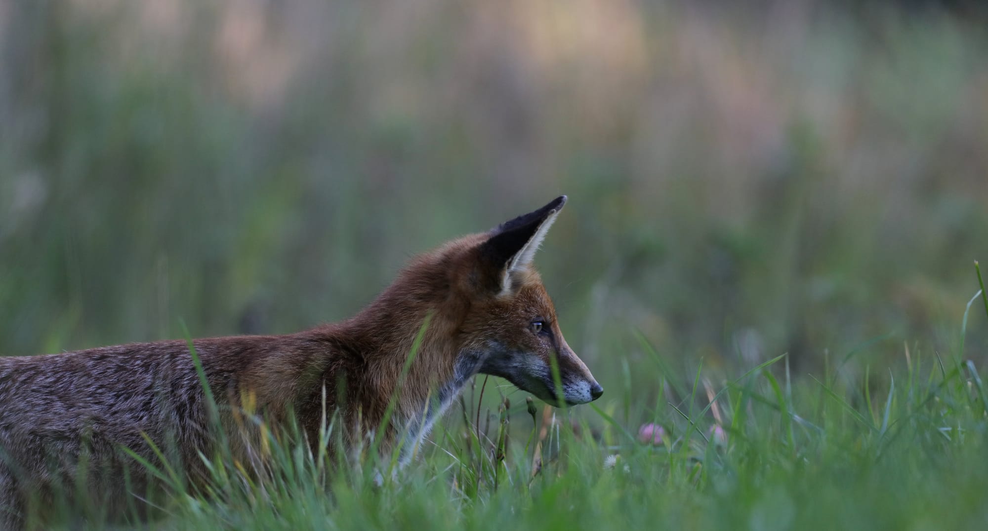 Rotfuchs - Aldrans - Tirol - Österreich
