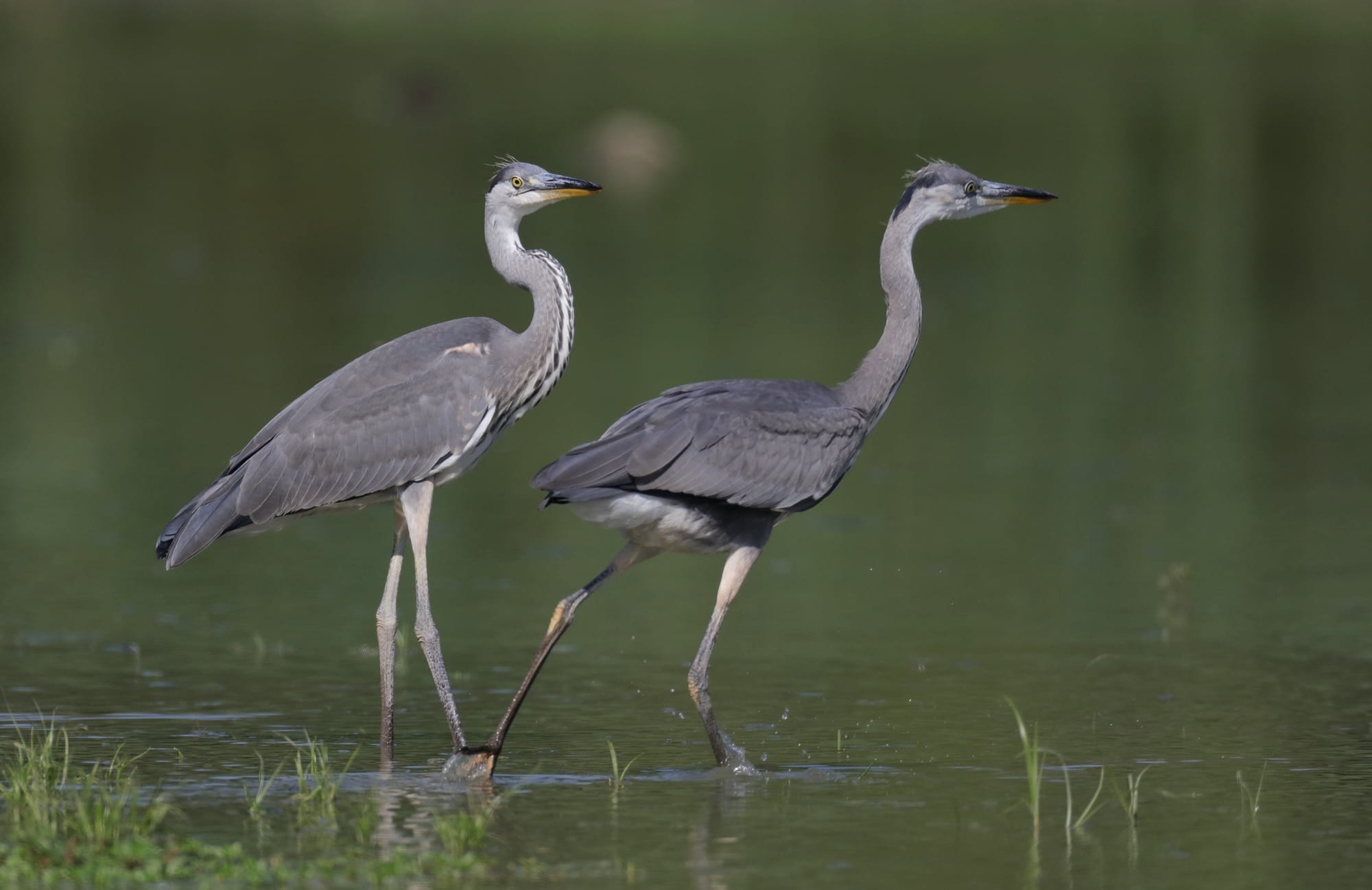 Airone Cenerino - Oasi di Torrile - Emilia-Romagna