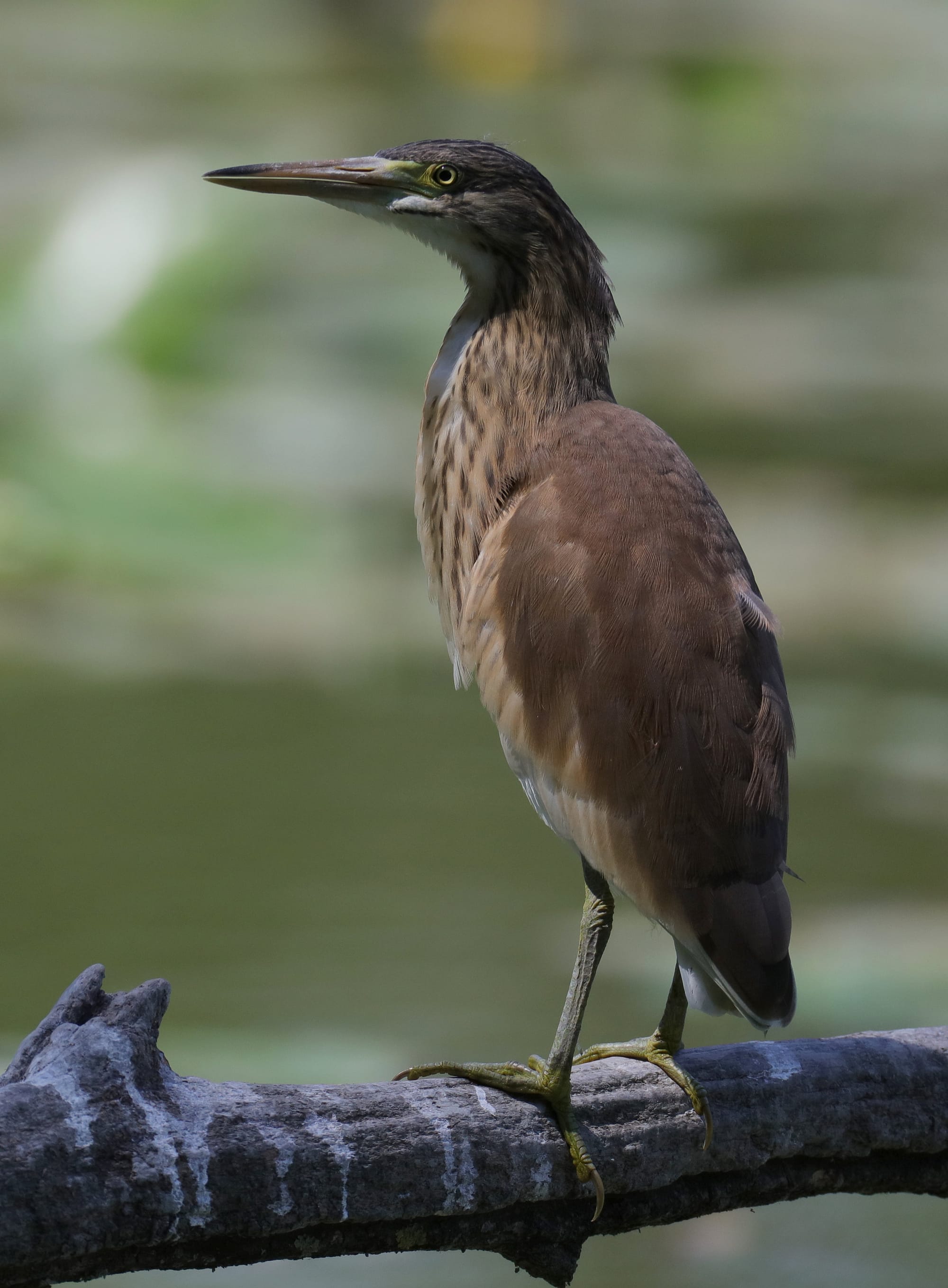 Rallenreiher - Oasi di Torrile - Emilia-Romagna
