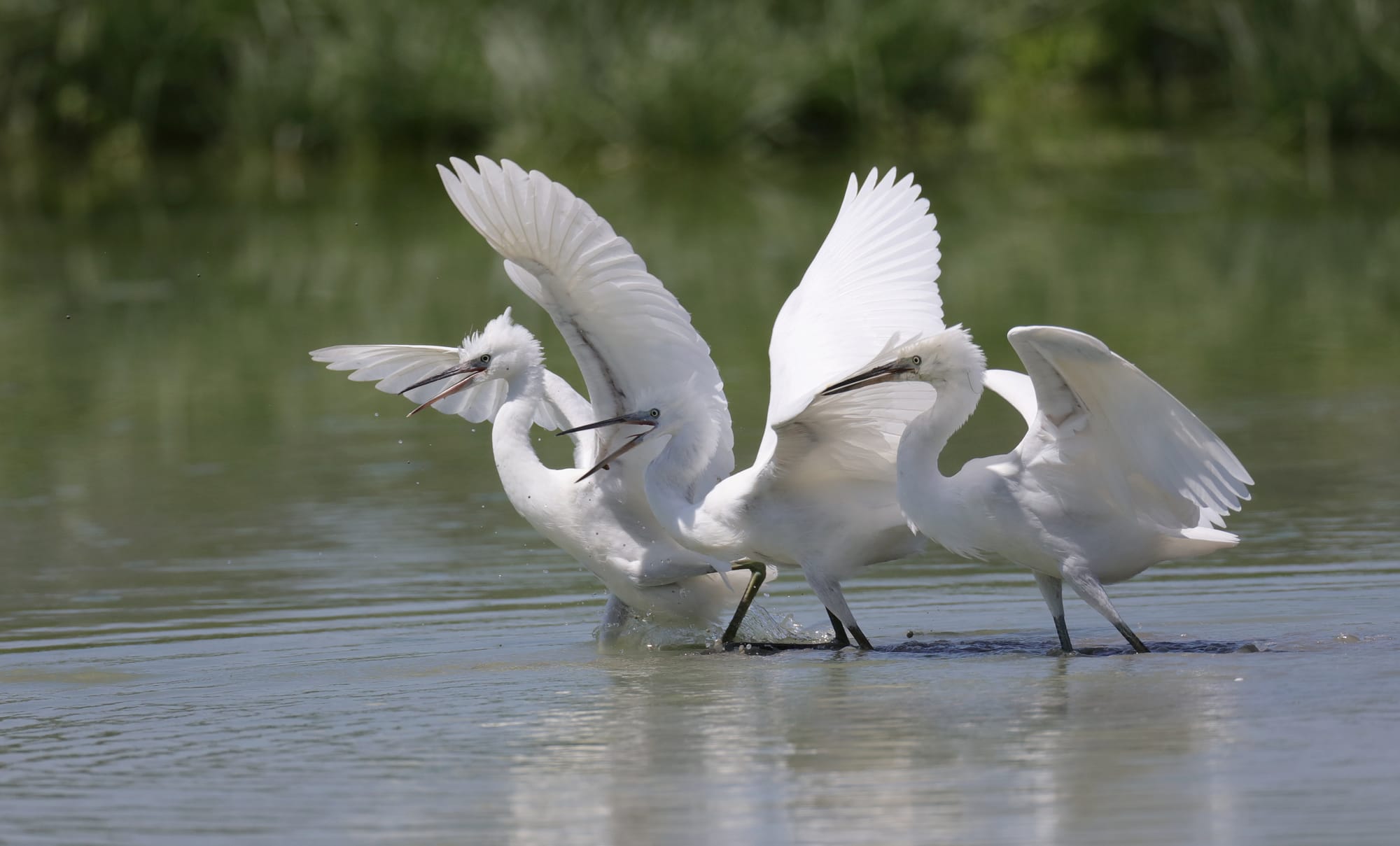 Little Egret - Oasi di Torrile - Po Valley - Emilia-Romagna