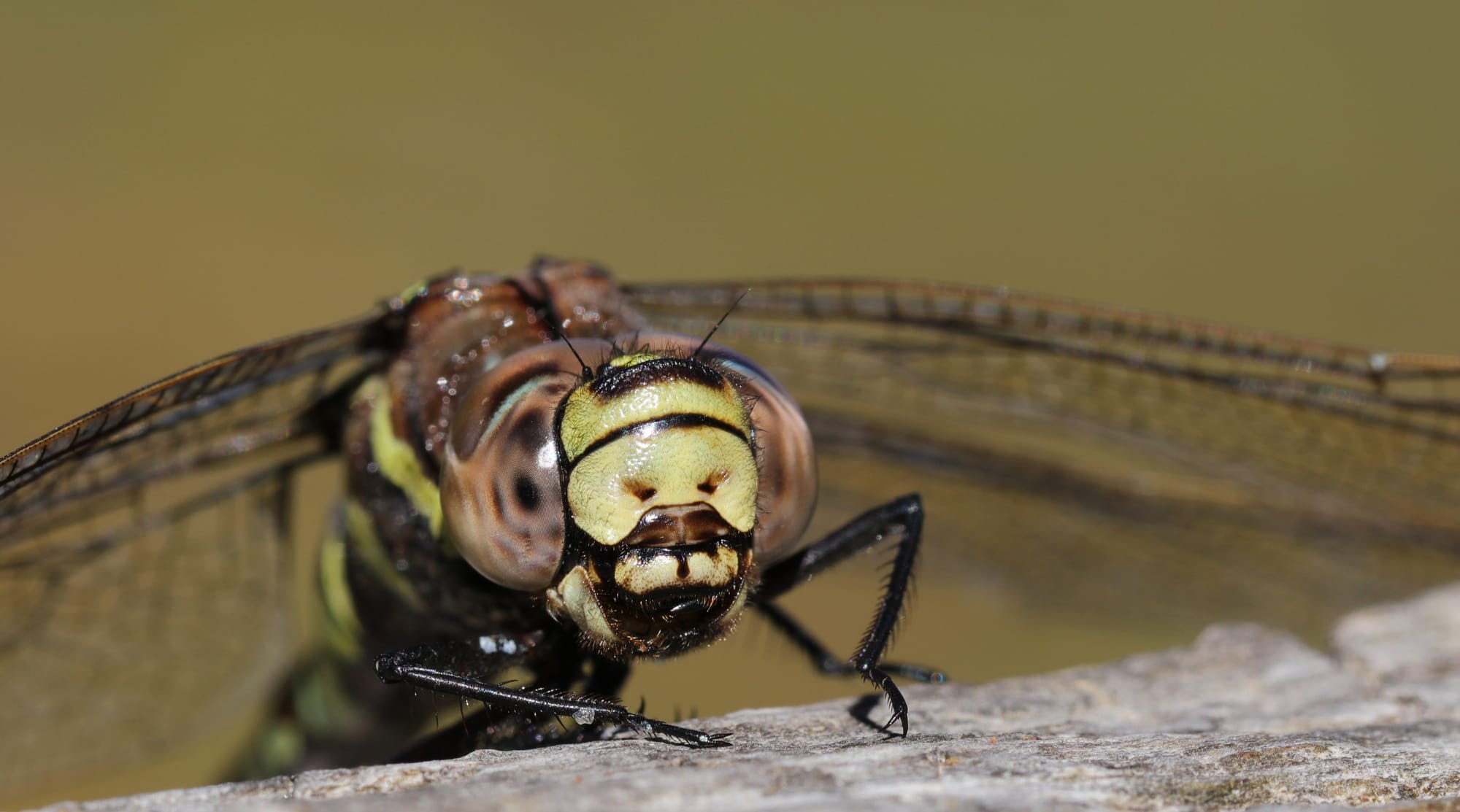 Torf-Mosaikjungfer - Feldringer Böden - Tirol