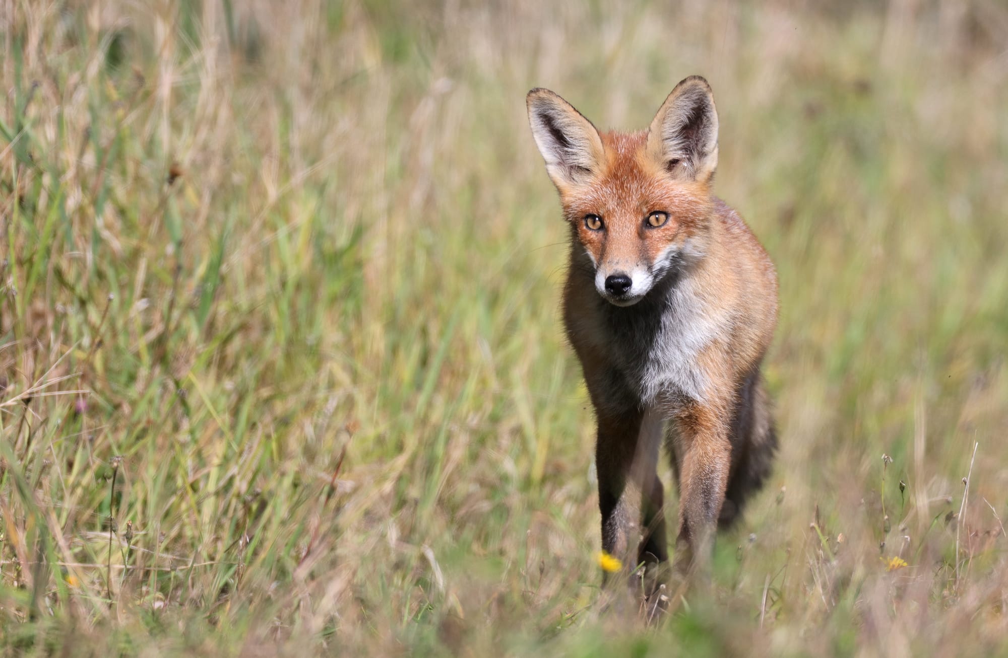 Rotfuchs - Aldrans - Tirol - Österreich