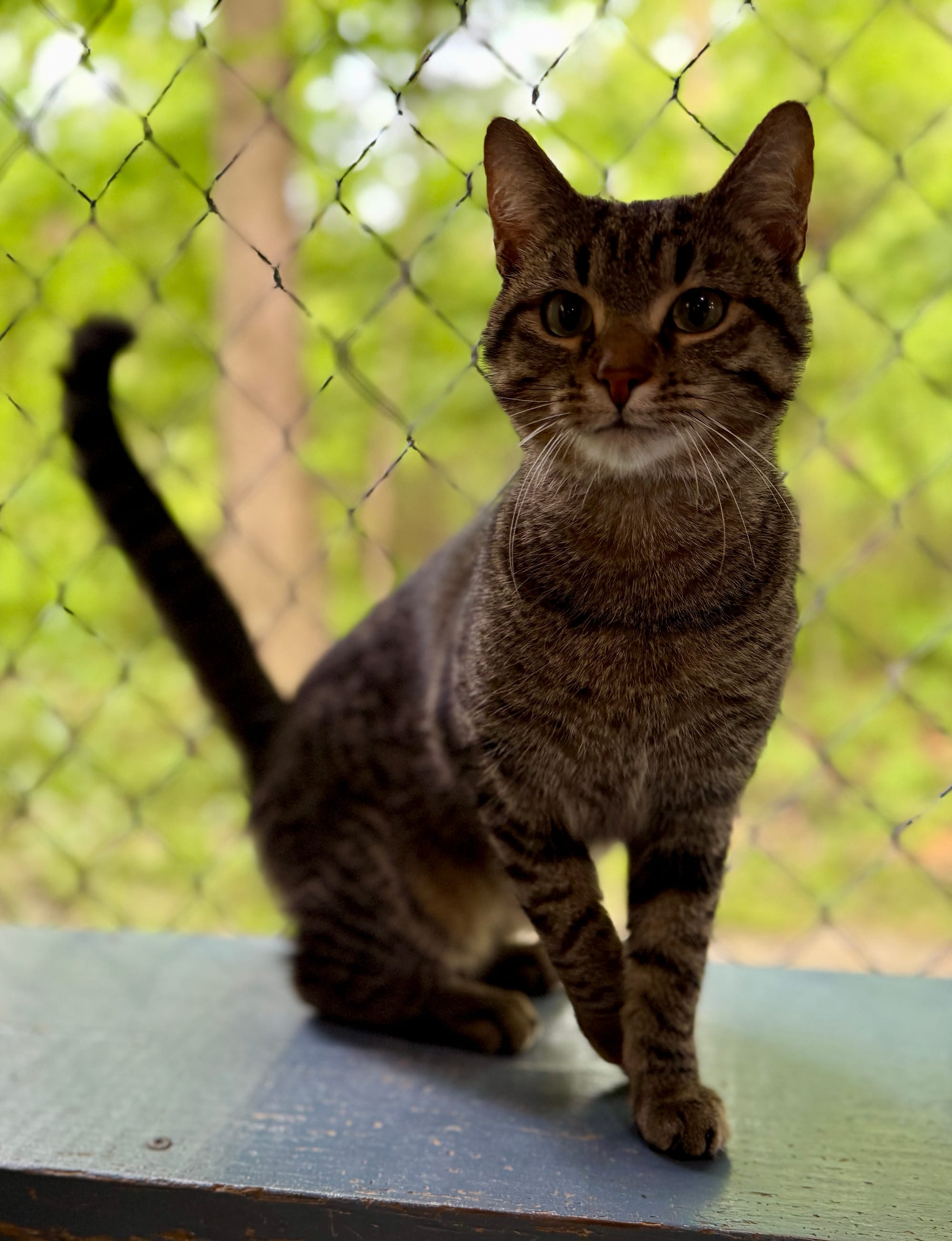 Loki adopted 7-7-2025