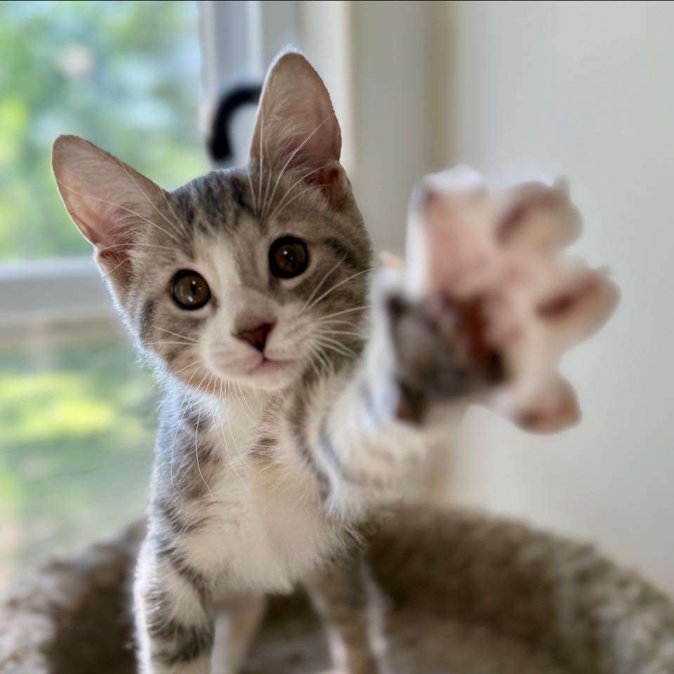 Sprinkles adopted 7-7-2025