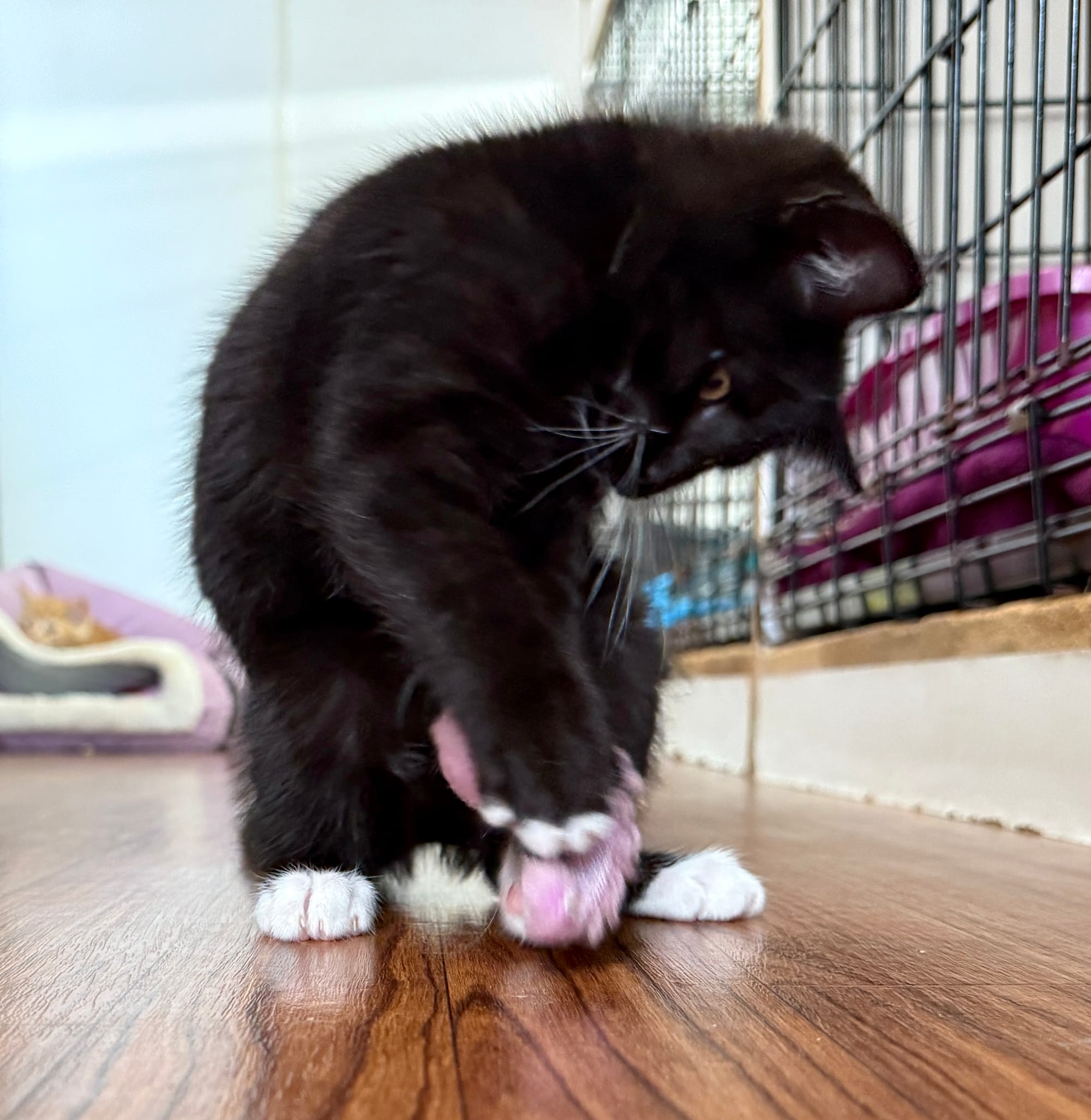 Angelica adopted 7-15-2025