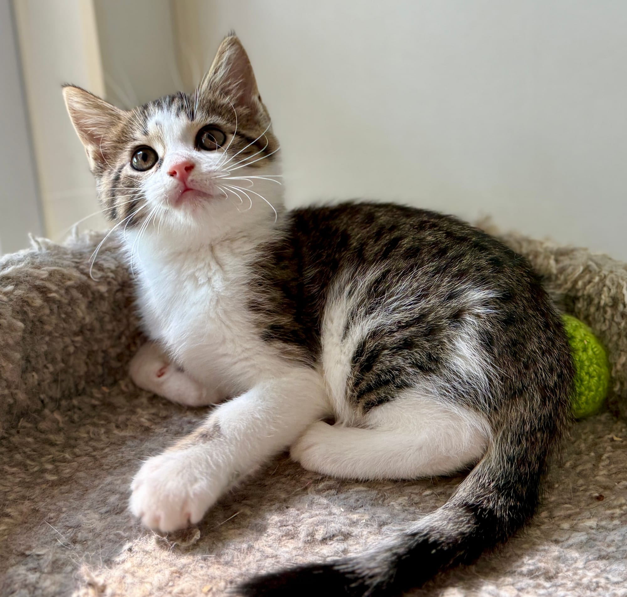 Stilgar adopted 7-23-2025