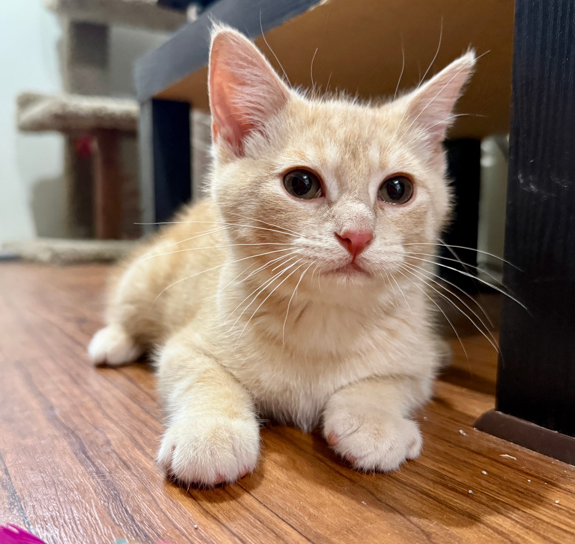 French Fry adopted 7-23-2025